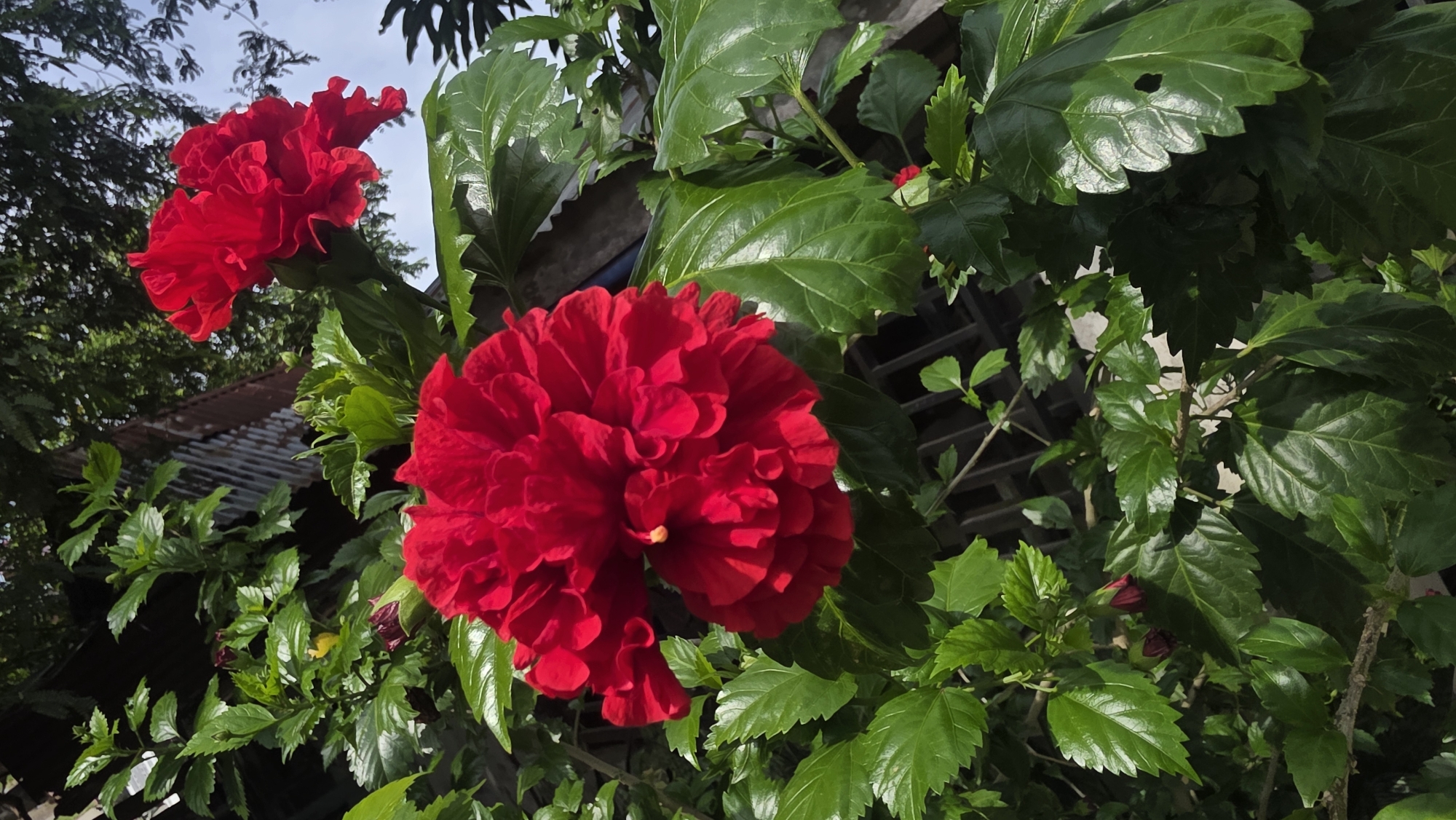 The image depicts two bright red hibiscus flowers in bloom, surrounded by lush green foliage. The flowers are the focal point, with the larger bloom dominating the foreground. The leaves appear shiny and healthy, suggesting a well-nourished plant. The background includes glimpses of a metal corrugated roof and branches. This image was likely taken in Lhokseumawe, Indonesia, given the prompt's context, reflecting a typical tropical landscape.