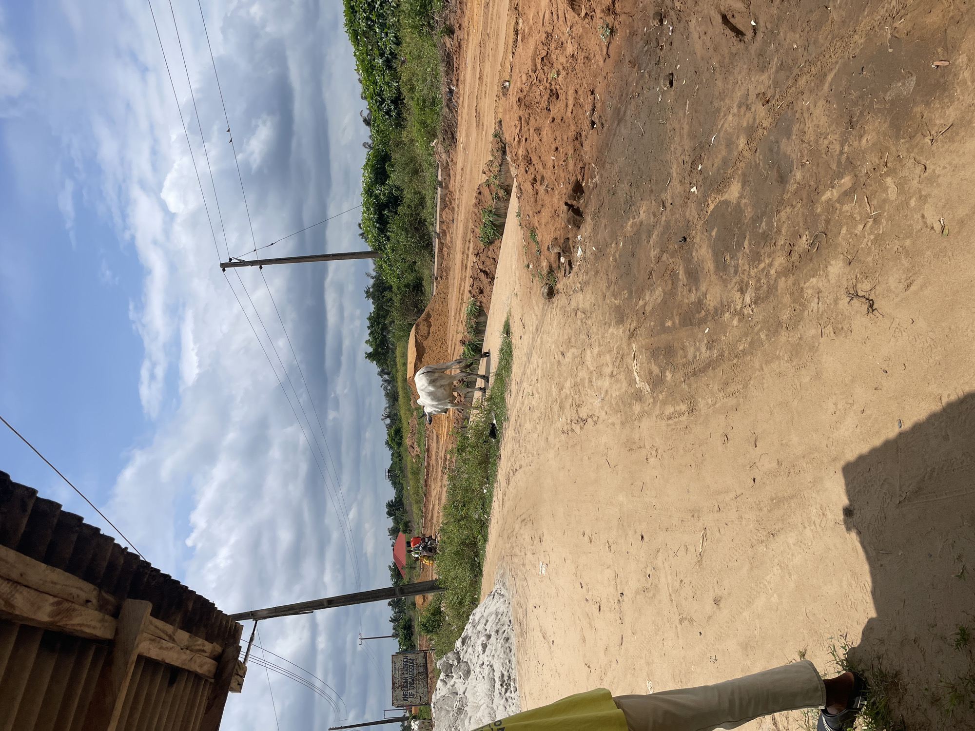 The image depicts a rural scene in Iyafin, Nigeria, under a partly cloudy sky. In the foreground, a dirt road curves to the right. To the left, a person wearing a yellow shirt and light-colored pants is partially visible from the waist down, standing on the dirt. Beyond them, a pile of white material, possibly sand or gravel, is located next to a sign that reads "ANGLICAN CHURCH OF THE MESSIAH". A white cow stands on a slightly elevated concrete structure that crosses a small drainage ditch. Further down the dirt road, a white cow is walking away from the camera. In the middle ground, a motorcycle with two individuals is seen approaching the cow. The road is unpaved and appears to be under construction or in disrepair, with piles of red earth and visible tire tracks. Power lines stretch across the scene, supported by wooden poles. Lush green vegetation borders the right side of the road, and a dense line of trees is visible in the background. A red-roofed building with a white structure in front of it is situated in the distance. The overall environment suggests an active, developing area with a mix of natural and man-made elements.
