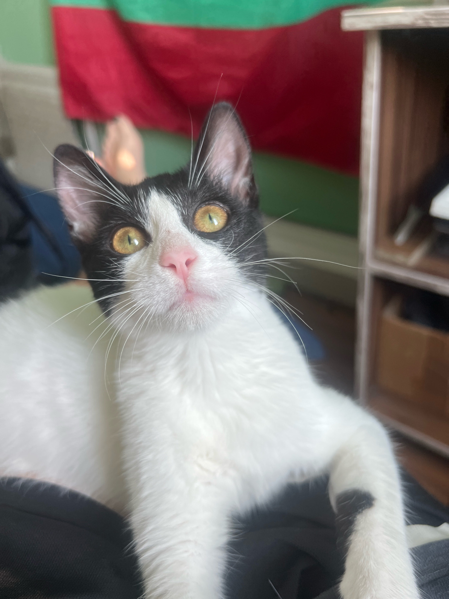 A black and white cat with yellow eyes and a pink nose is lying down indoors, looking up at the camera. The cat is predominantly white with black markings on its head and ears, and a small black spot on its front leg. In the background, a flag with horizontal stripes of green, red, and a third color that appears to be dark red or burgundy is visible. To the right, a wooden shelf unit with several compartments is present. The cat is positioned on dark fabric, possibly clothing or upholstery. The scene appears to be a domestic setting. The image does not contain any elements that would indicate a specific location within the city of Aksakovo, Bulgaria.