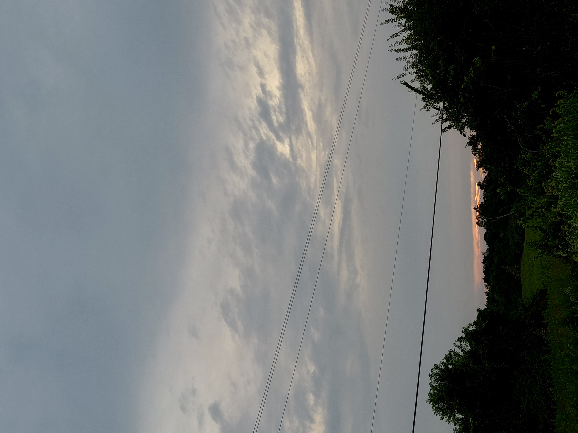 This is an outdoor, eye-level shot of a treeline with a cloudy sky. The photograph captures a sunset with streaks of orange and yellow light peeking through the gray clouds. In the foreground, the dark silhouettes of trees and foliage dominate the bottom half of the frame, with a small patch of illuminated green grass visible in the center. Three thin, dark wires run horizontally across the sky, dividing the frame into sections. The overall mood is serene and slightly overcast, with the sunset offering a subtle splash of color against the muted tones of the sky and landscape. The location is not specified in the image, but could be anywhere in Lexington, United States of America, as it is a generic landscape.