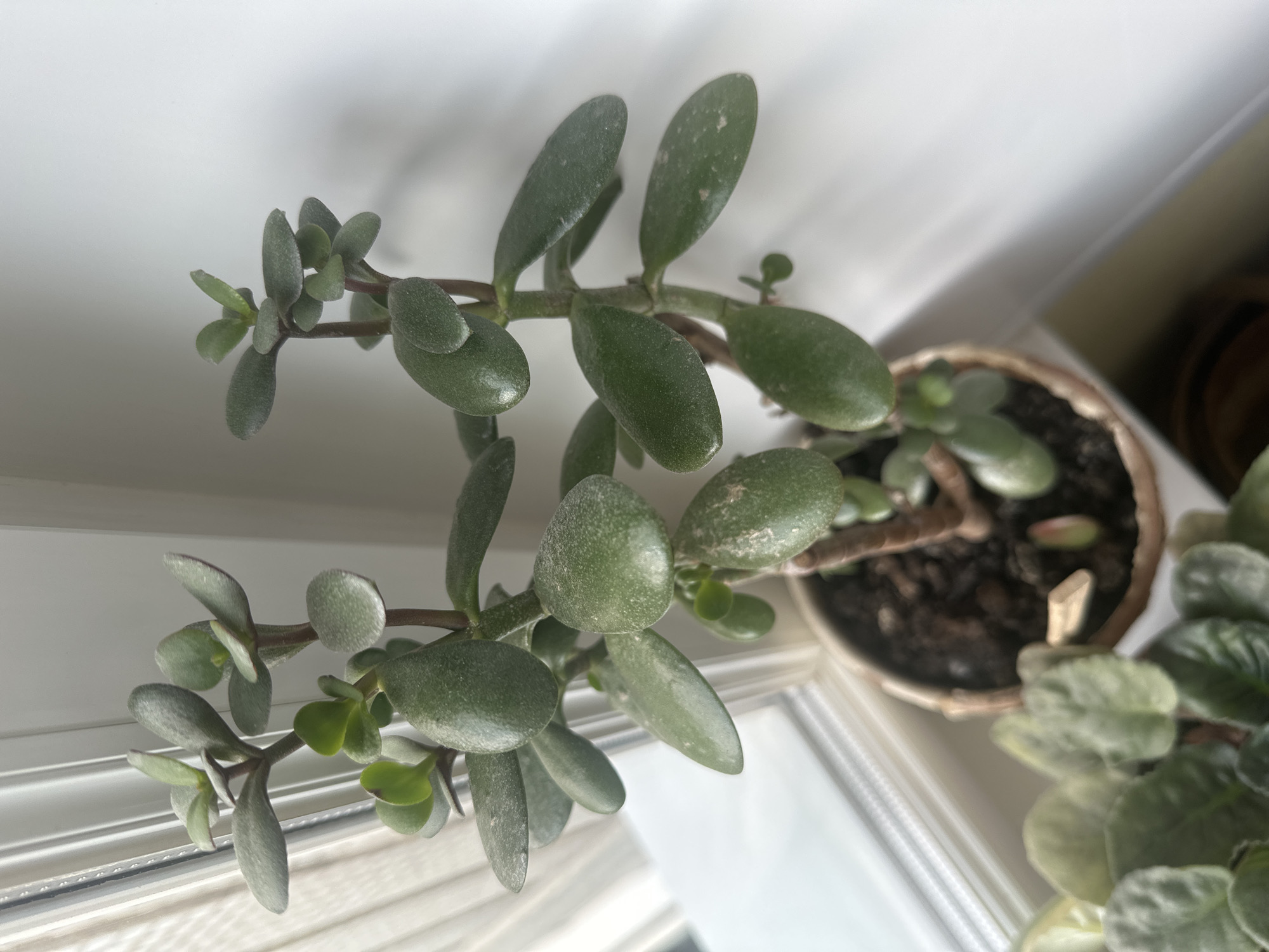 An indoor potted jade plant sits on a white windowsill, bathed in natural light filtering through vertical blinds. The plant has thick, fleshy green leaves and a sturdy brown stem. To the left of the jade plant, another potted plant with fuzzy green leaves is partially visible. The scene is simple and domestic, suggesting a quiet moment in a residential setting. The location of Khimki, Russia, is not evident from the image itself, as it lacks any identifying landmarks or contextual clues.