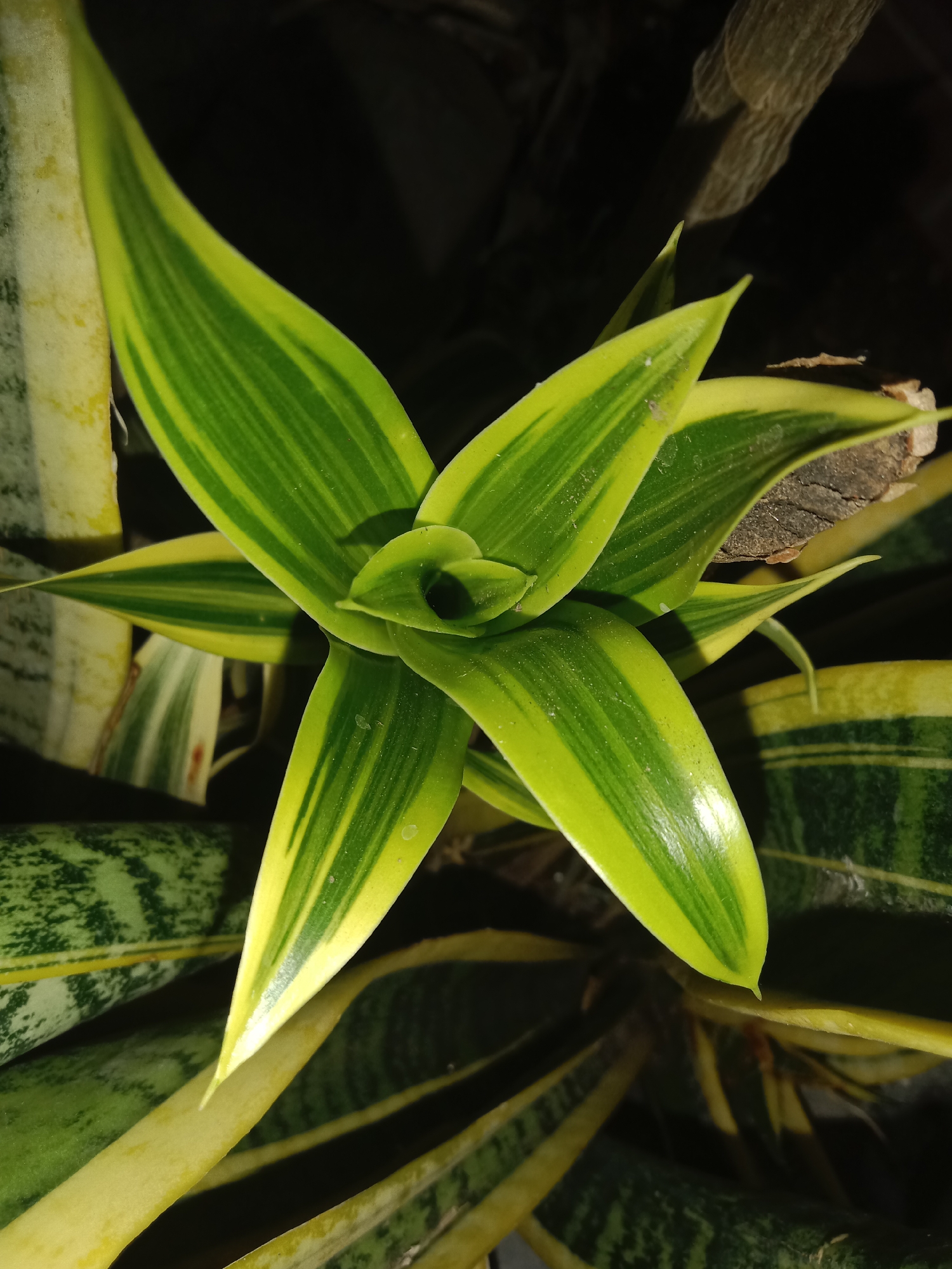 This is a close-up, top-down photograph of a variegated Sansevieria plant, also known as a snake plant or mother-in-law's tongue. The plant has sword-shaped leaves with alternating bands of dark green and bright yellow-green. The leaves are arranged in a rosette pattern, with newer growth at the center. Some of the older, lower leaves of another Sansevieria plant are visible in the background, showing their characteristic wavy green and light green patterns. The lighting is dim, suggesting it is indoors or taken at night, and some dust particles are visible on the leaves. There are no people or discernible actions taking place. The context of Lemahkembar, Indonesia, does not appear to be visually represented in this image, as it focuses solely on the plant's botanical features.