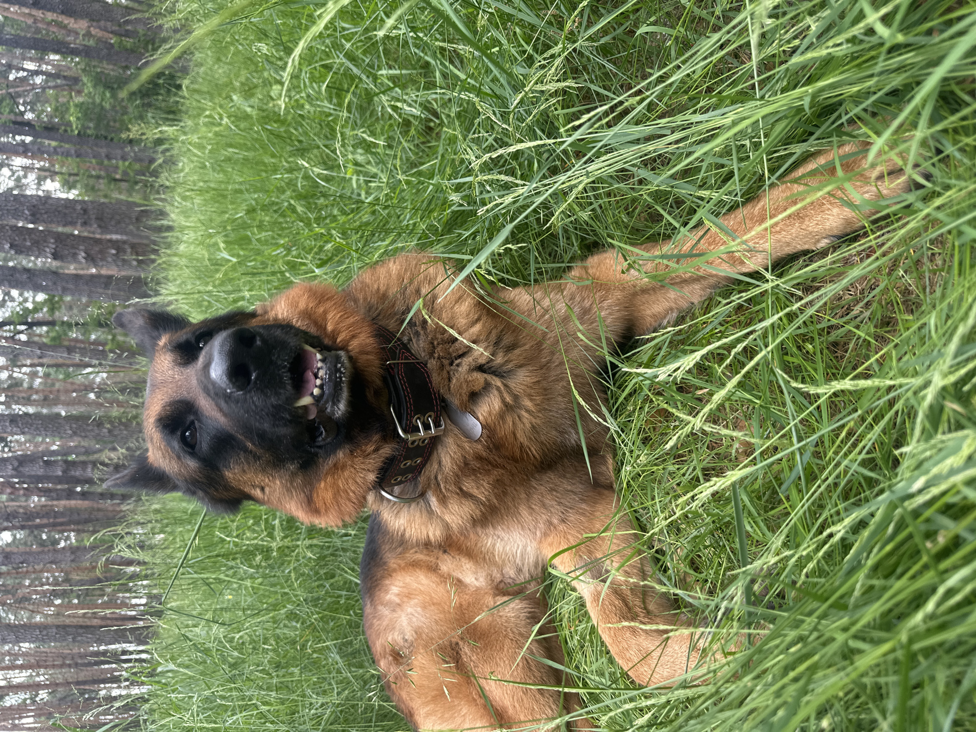 A German Shepherd dog is lying down in tall green grass. The dog is facing to the right with its mouth open and tongue slightly visible. It is wearing a black collar with metal studs and a buckle. The background shows a forest with tall pine trees.