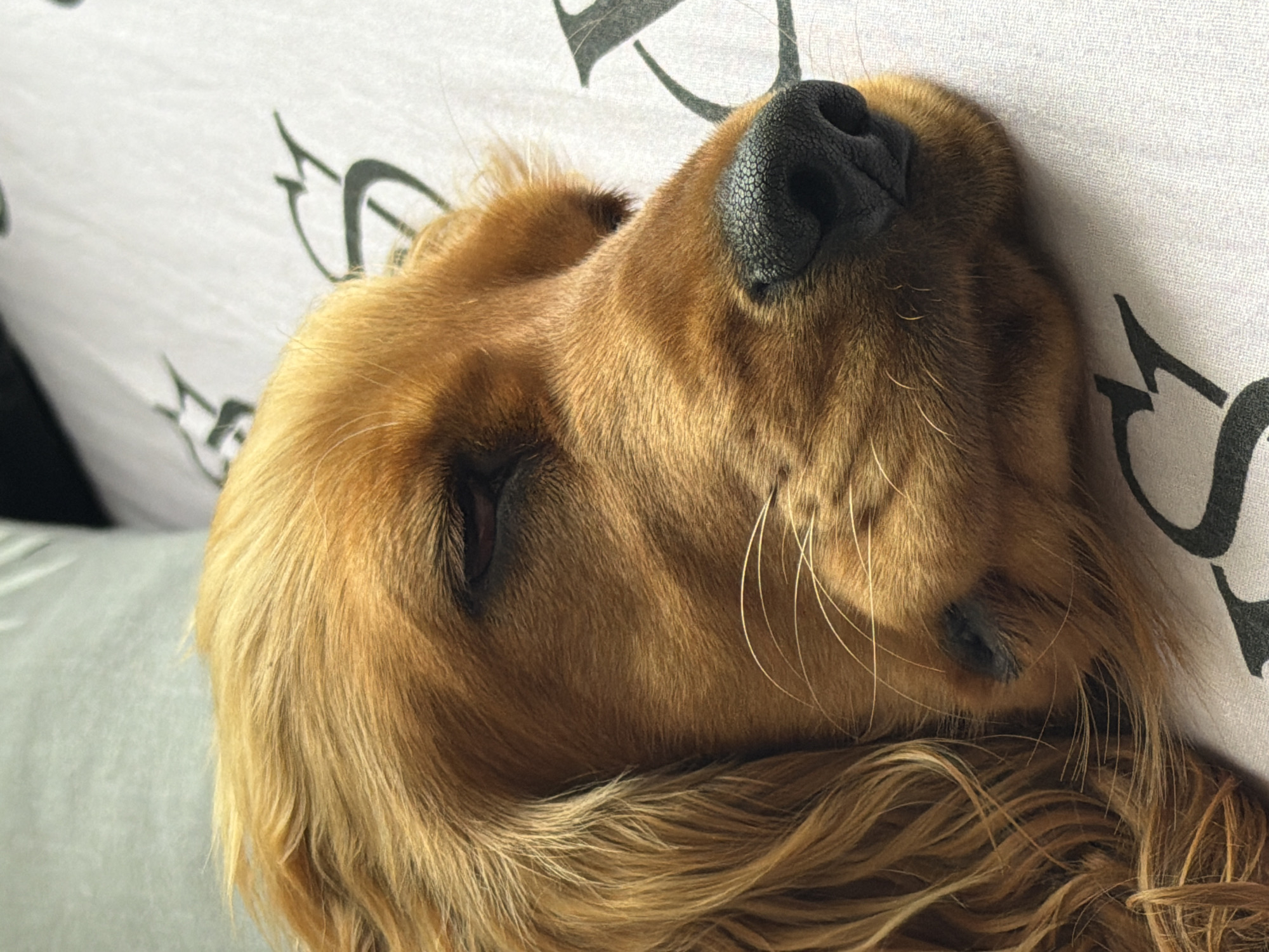A close-up, side-view, medium shot captures a golden-colored dog sleeping on its right side. The dog's eyes are closed, and its head rests on a white surface patterned with dark, stylized lettering. The dog's fur is a warm golden-brown, with longer, lighter strands of hair framing its face and ears. Its nose is black and textured. The background consists of a blurry, light green surface and a portion of the patterned white surface. The lighting is soft, highlighting the texture of the dog's fur and nose. There are no people or other animals visible in the image. The environment appears to be indoors, likely a domestic setting such as a bed or couch. No specific location in Minsk, Belarus can be determined from the visual information present.