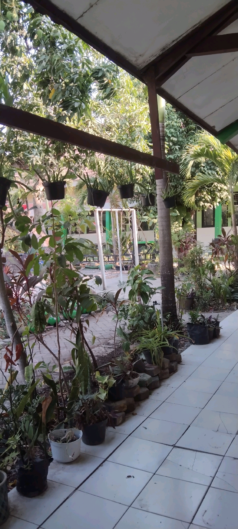 This is a photograph taken from a covered walkway, looking out into a lush, green outdoor space. The walkway has a white tiled floor and is supported by dark metal beams and poles. The floor is slightly dirty, with some scattered debris. Beyond the walkway, a variety of plants and trees are visible. In the foreground, there are several potted plants, including some with long, thin leaves and others with broader, darker leaves. Some of these pots are made of dark plastic, while others are lighter colored.
In the mid-ground, there is a white metal structure that resembles a swing set or a play structure. Beyond this, more trees and greenery are present, with some buildings visible in the background. One building has green trim and windows. The overall impression is that of a well-maintained outdoor area, possibly a schoolyard or a garden. The sunlight filters through the leaves of the trees, creating dappled shadows. No people are visible in the image. The image likely depicts an outdoor area in Wadang, Indonesia, given the presence of tropical vegetation.