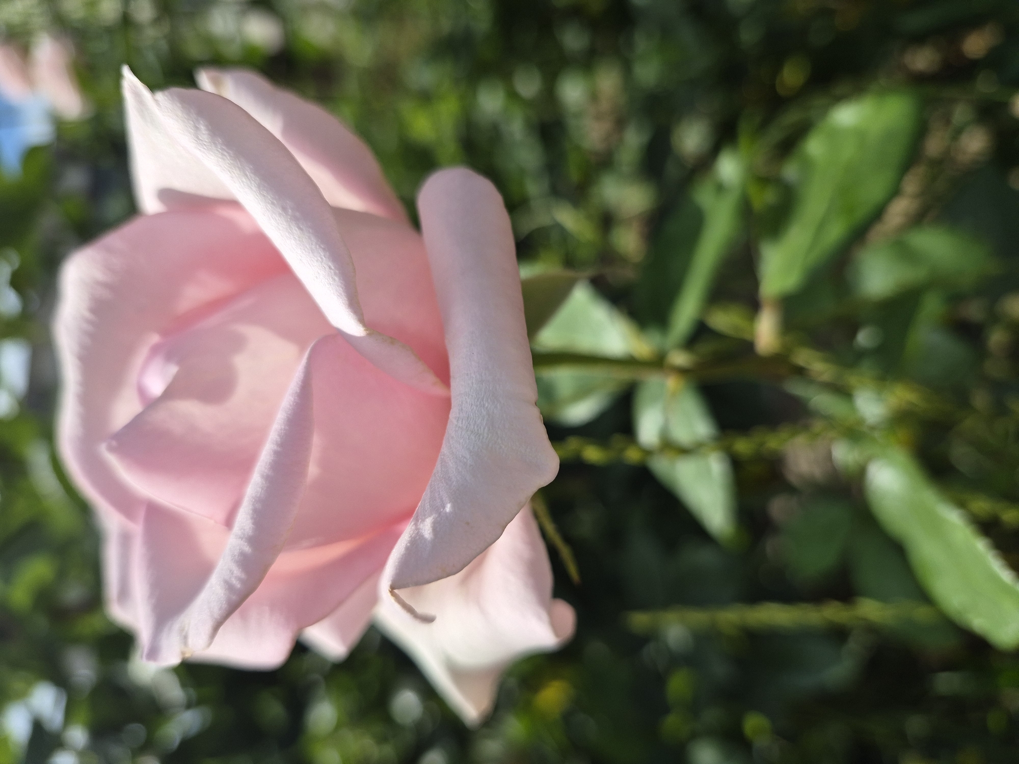 A close-up, eye-level shot shows a pale pink rose in full bloom, positioned centrally in the frame. The rose is softly lit, with some petals appearing slightly translucent where the light shines through them. The background consists of a blurred expanse of green foliage and hints of dappled sunlight. The rose is a single subject, with no other visible elements of human or animal presence. The scene is outdoors, likely in a garden or park setting, with no identifiable man-made structures. The image captures the delicate texture and soft color of the rose against a natural, out-of-focus backdrop.