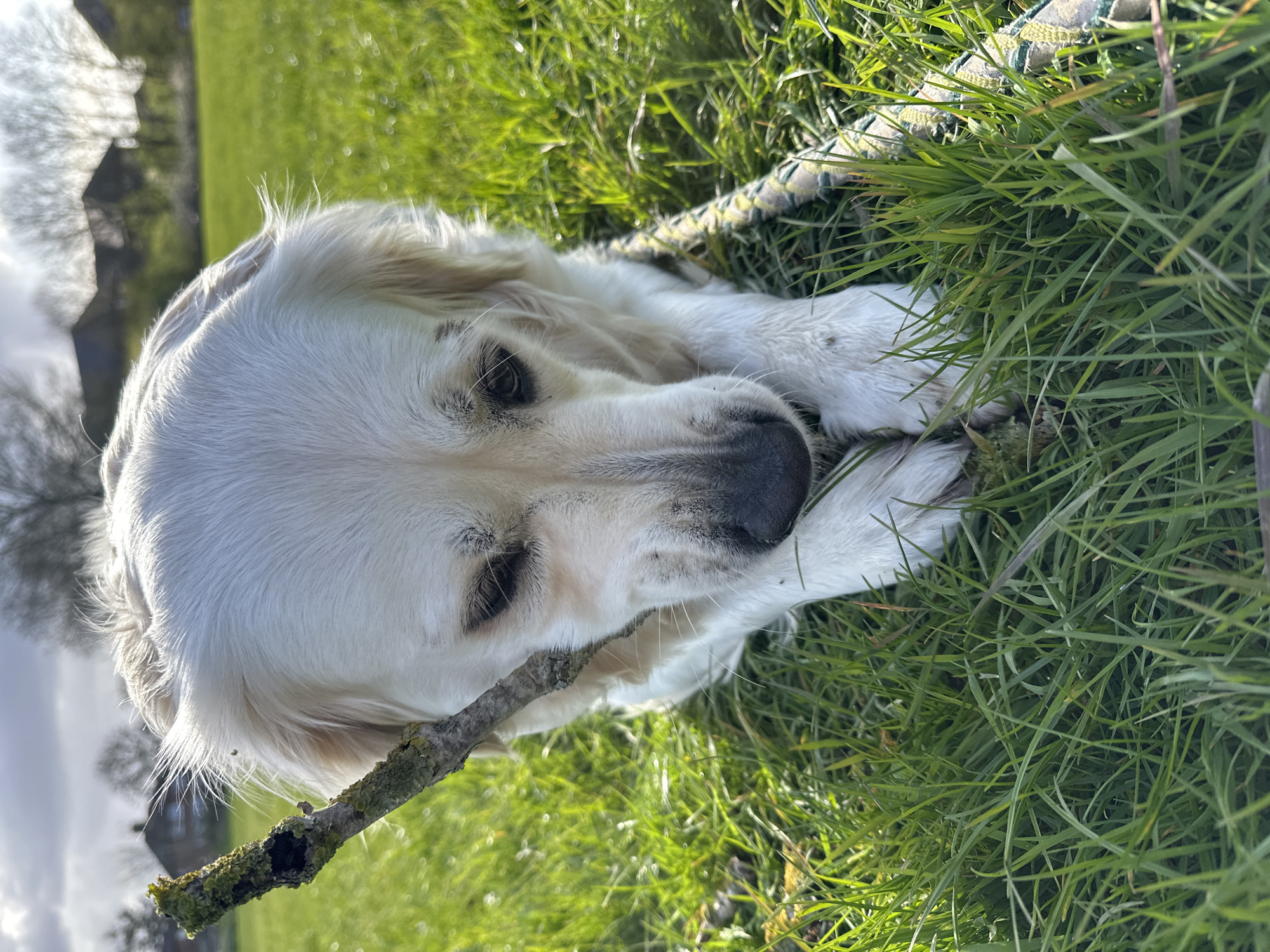 A cream-colored canine, likely a Golden Retriever, is positioned prone in lush green grass. Its head is lowered, with a weathered branch held horizontally across its muzzle. The branch exhibits green lichen and moss growth. A black nose, partially soiled, and dark, downward-gazing eyes are visible. Its forepaws are tucked beneath its chest. A braided rope toy, striped green and beige, lies partially obscured in the grass to the subject's right. The scene is under strong, low-angle sunlight, producing significant highlights on the dog's fur and the grass. The background features blurred residential structures with dark roofs and light facades, interspersed with bare deciduous trees under a partially cloudy sky. This environment is consistent with a public park or green space within the City of London, United Kingdom.