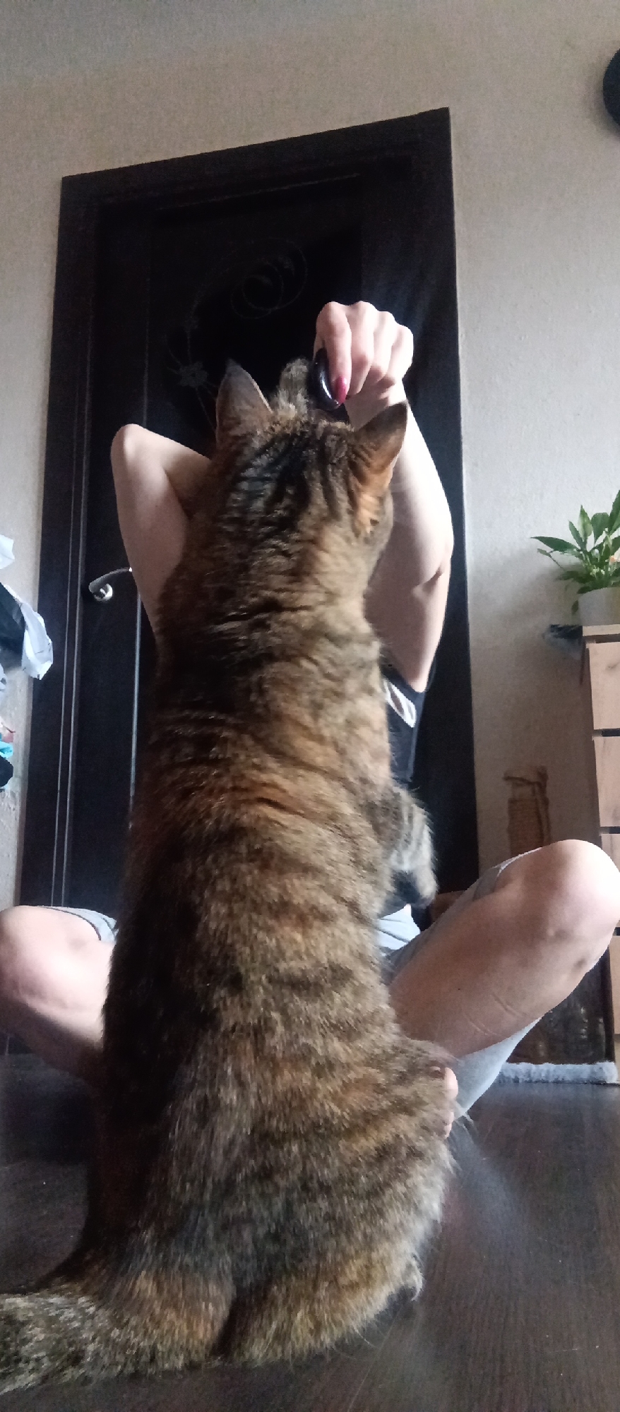 An indoor shot captures a domestic scene featuring a person and a tabby cat. The cat, with prominent brown, black, and tan stripes, is the central focus, seen from behind, standing upright on its hind legs. Its front paws are raised, reaching towards the hands of a person. The person is seated on the floor, cross-legged, with arms raised. One hand, with red-painted fingernails, holds a small, dark, ring-like object, seemingly interacting with the cat.
The background shows a dark brown or black door with an ornate, possibly metallic, decorative pattern on its surface. A silver door handle is visible on the left side of the door. To the right of the person, a light-colored wooden piece of furniture, possibly a set of drawers or a cabinet, is visible, topped with a green potted plant. The floor appears to be dark wood or laminate, with a light-colored rug or mat partially visible beneath the person's legs.
The lighting in the image suggests daytime. The activity depicts a playful or engaging moment between the cat and the person, with the cat appearing eager to interact with the object held by the person. No visible text is present in the image.