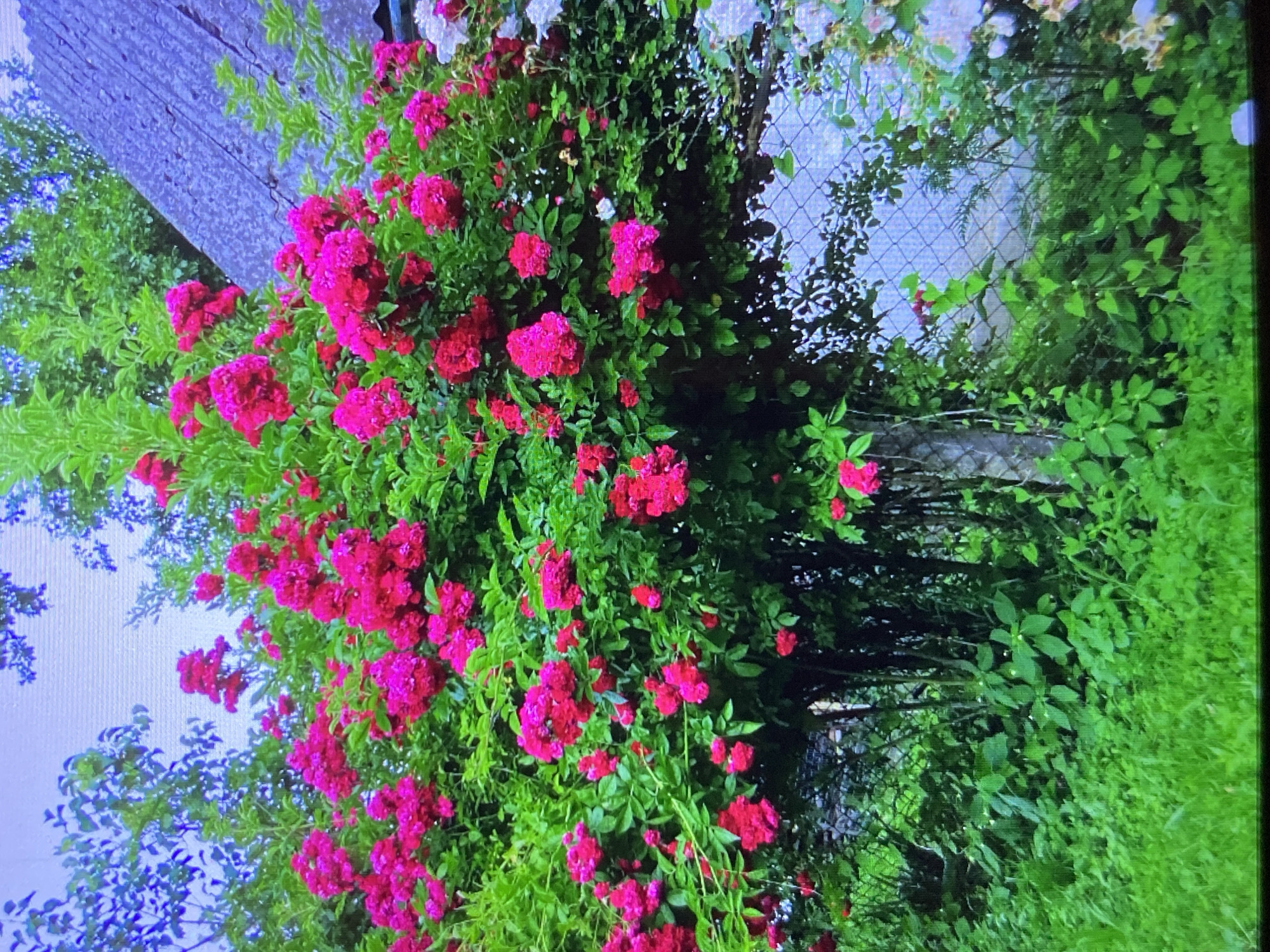 A vibrant cluster of bright pink roses cascades down a lush green bush, its dense foliage forming a rich backdrop. Some of the roses are in full bloom, their petals tightly packed, while others are still in bud, promising more color. The roses are interspersed with bright green leaves, creating a beautiful contrast of colors. In the background, a rustic wooden fence can be seen, its weathered planks hinting at the passage of time. Behind the fence, a chain-link fence runs along the property line, partially obscured by more greenery. The scene is bathed in natural light, suggesting it's daytime, likely a clear day given the brightness of the colors. The overall impression is one of natural beauty and abundance, a snapshot of a flourishing garden in what appears to be a rural or semi-rural setting. The location is Velykyi Bychkiv, Ukraine. There is no text visible in the image.