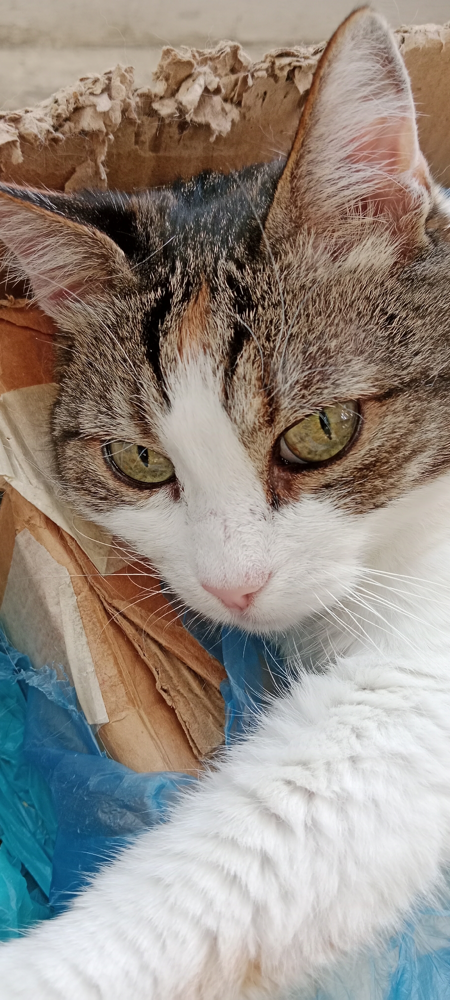 A domestic cat with white and tabby markings lies in a cardboard box lined with blue plastic sheeting. The cat's head is tilted down, with its green eyes looking slightly to the left. Its pink nose is visible, along with its white whiskers. The cat appears relaxed, with its white chest and paw visible in the foreground. The background consists of the torn edges of the cardboard box and the blue plastic sheeting. The scene is likely indoors or in a sheltered outdoor space.