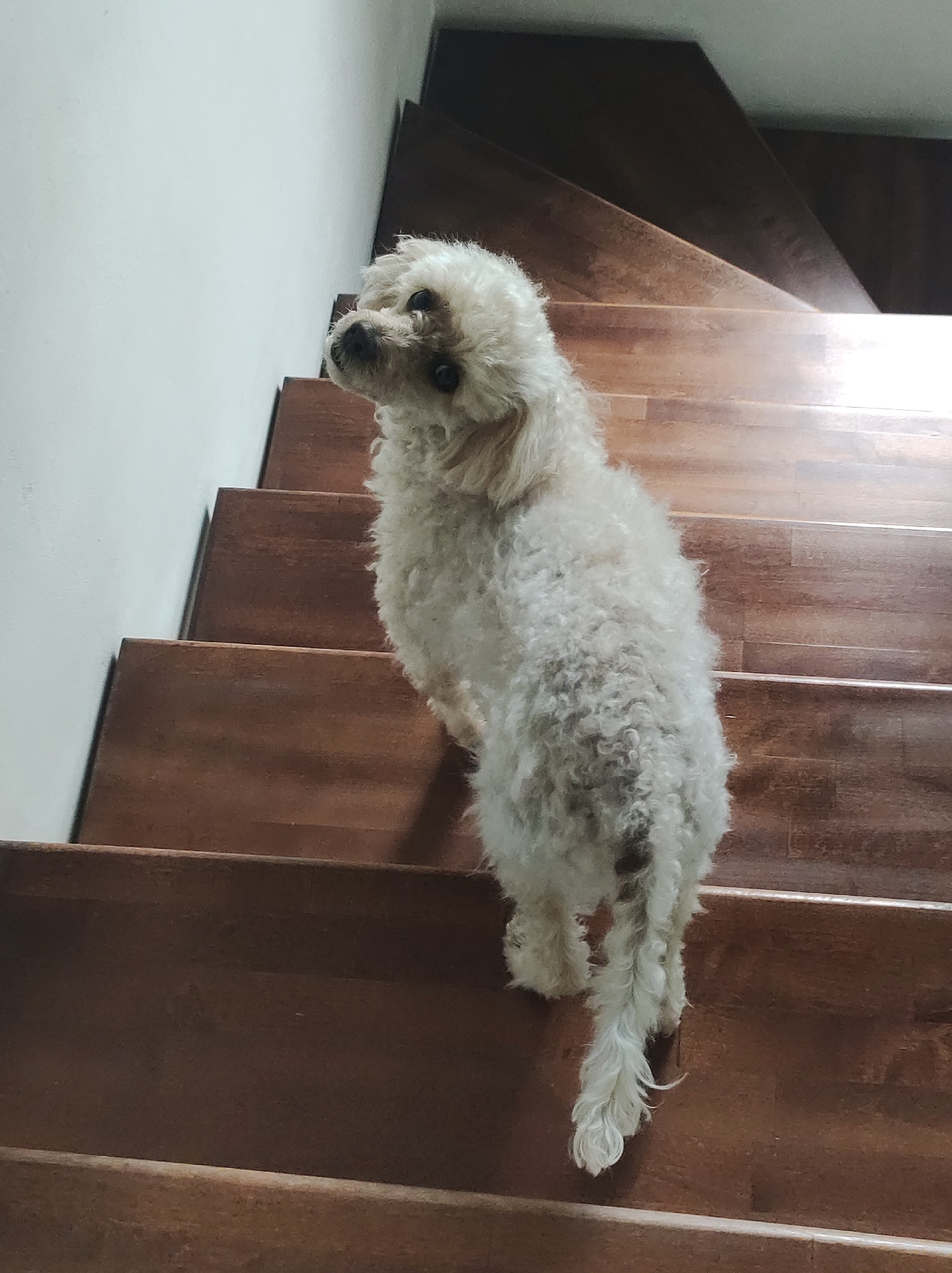An indoor scene features a small, light-colored dog, likely a poodle or similar breed, paused on a set of wooden stairs. The dog has curly, somewhat dishevelled white or cream-colored fur, with a darker patch visible on its lower back/upper tail area. It is positioned with its back mostly towards the viewer, but its head is turned sharply over its left shoulder, looking directly at the camera with dark, expressive eyes.
The dog is situated on warm, reddish-brown wooden stairs, which ascend upwards and to the right of the frame. The stairs have a polished or varnished appearance, reflecting some light. To the left of the stairs is a plain, light-colored (off-white or white) wall. The lighting appears to come from an unseen source, possibly natural light from a window or an overhead lamp, casting highlights on the dog's fur and the stair treads. The overall impression is one of curiosity or a momentary pause during movement up or down the stairs. There is no visible text in the image.