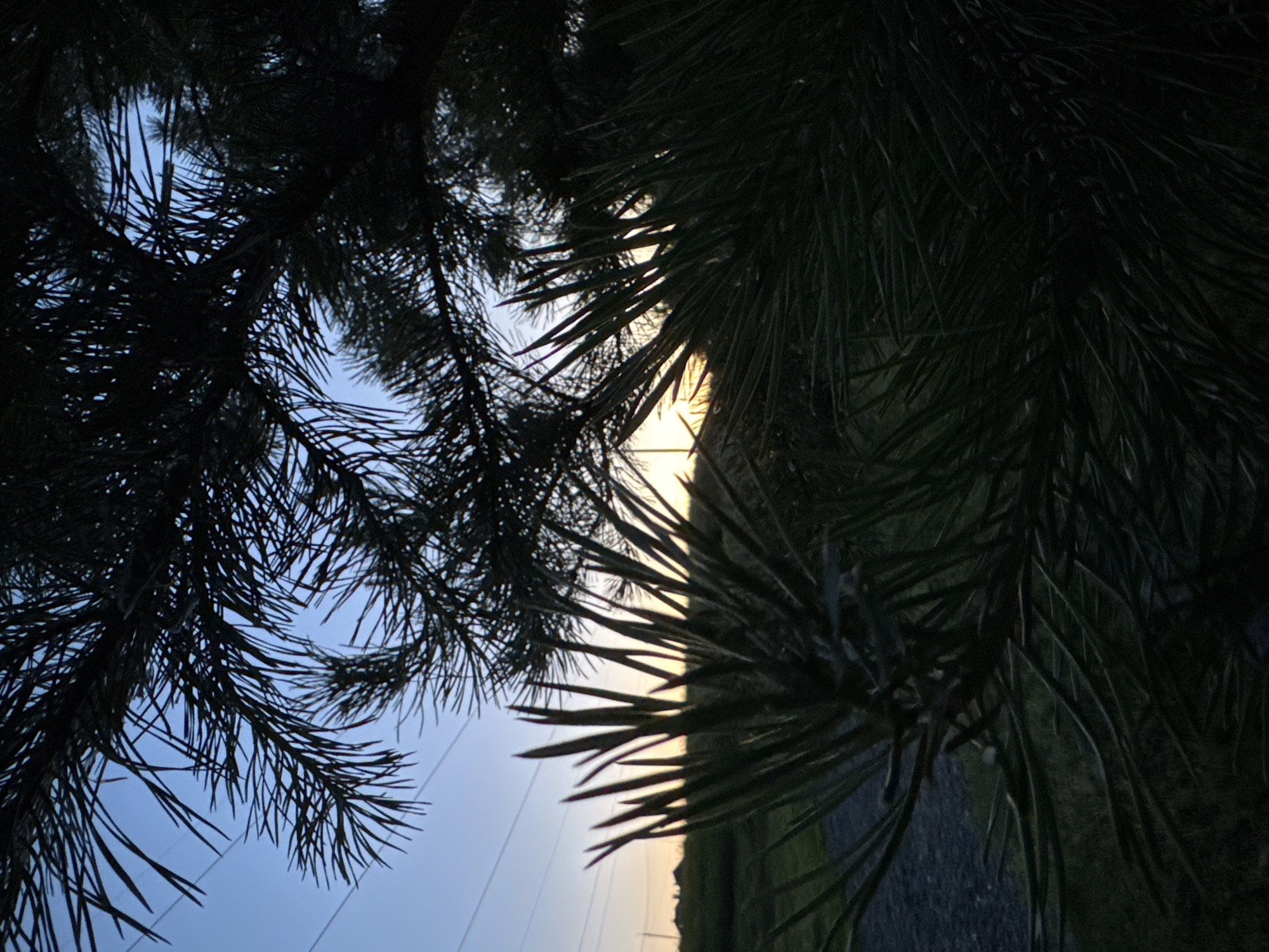 The image depicts a close-up view of dark green pine needles against a dusky sky. The needles are silhouetted, obscuring much of the background. Through gaps in the foliage, a pale yellow and blue gradient of the sky is visible, suggesting either sunrise or sunset. The light filtering through the needles creates a dappled effect. To the right of the image, a dark, textured area, possibly gravel or dirt, is partially visible. Beyond this, a faint suggestion of green vegetation and a horizon line can be discerned. The overall mood is serene and natural, hinting at an outdoor setting in the early morning or late evening. There are no visible people, objects, or text within the frame. The location context provided is Старое Михайловское, Russia.