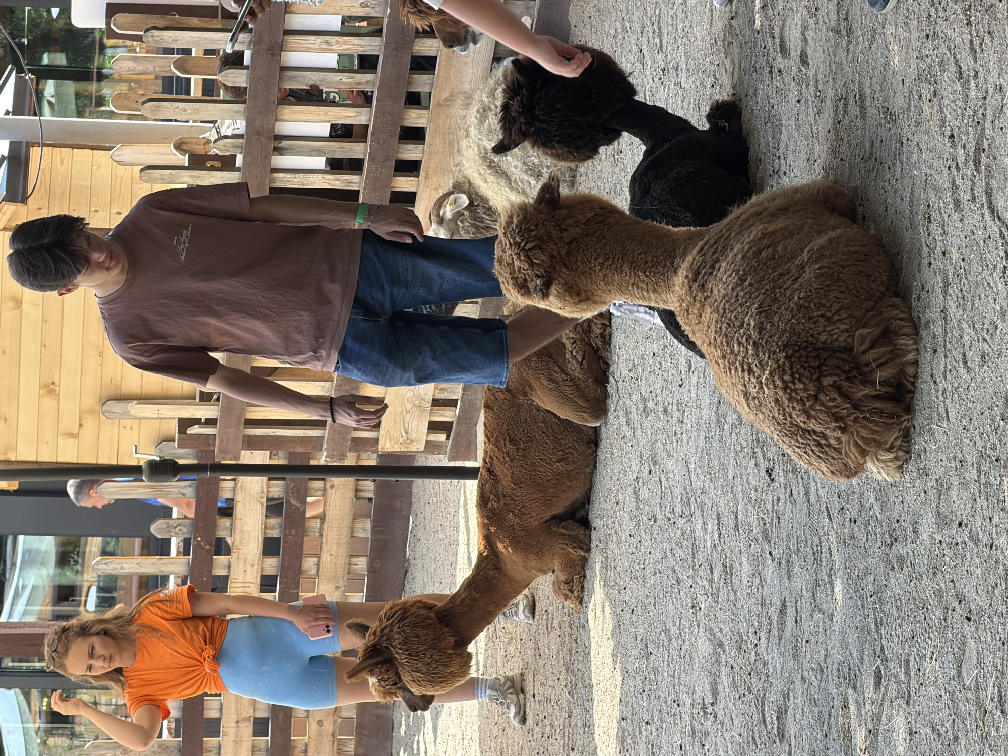 A group of people are interacting with alpacas at an outdoor enclosure. The scene appears to be a farm or animal park. The ground is covered in sand and dirt, and there is a wooden fence in the background. Sunlight suggests it is daytime, likely warm weather.
In the foreground, a young woman wearing an orange t-shirt and blue shorts is holding a pink phone. She is looking towards the camera with a playful expression. Next to her, a young man in a brown t-shirt and blue jeans is standing and looking down at the alpacas. His hand is extended, possibly interacting with one of the animals.
Several alpacas are visible. One is a light brown alpaca with fluffy wool, its head and neck extending towards the man. Another is a dark brown or black alpaca in the background, also with dense wool. A third alpaca, also brown, is lying down near the woman. One alpaca has a lighter colored neck.
In the background, other people are visible behind the wooden fence, including a person in a blue shirt. The wooden fence has vertical planks. The setting seems to be an open area with some structures suggesting buildings or a cafe in the distance.
There is no discernible text in the image. The overall mood is casual and friendly, with people enjoying an encounter with the animals. The location is identified as Sofia, Bulgaria.