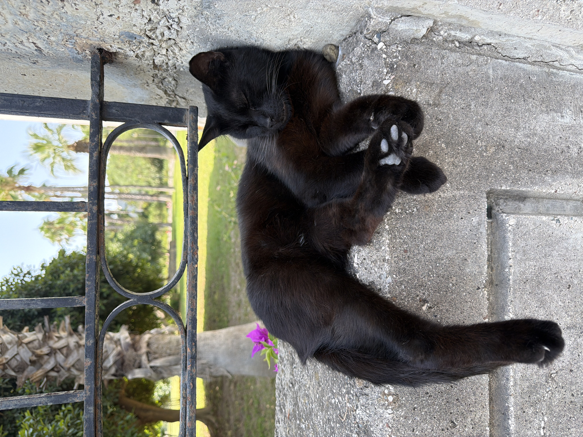 A black cat sleeps on a concrete ledge in Kemer, Turkey. The cat is curled up, with its head resting against a rough concrete wall. Its eyes are closed, and its paws are tucked in front of its body. The cat's fur is dark and sleek. In the background, palm trees and green foliage are visible, suggesting a warm, outdoor environment. A black metal fence runs horizontally across the upper part of the image, casting shadows on the ledge. The concrete appears weathered and has some small pebbles embedded in it. A single purple flower with green leaves is visible to the left of the cat.