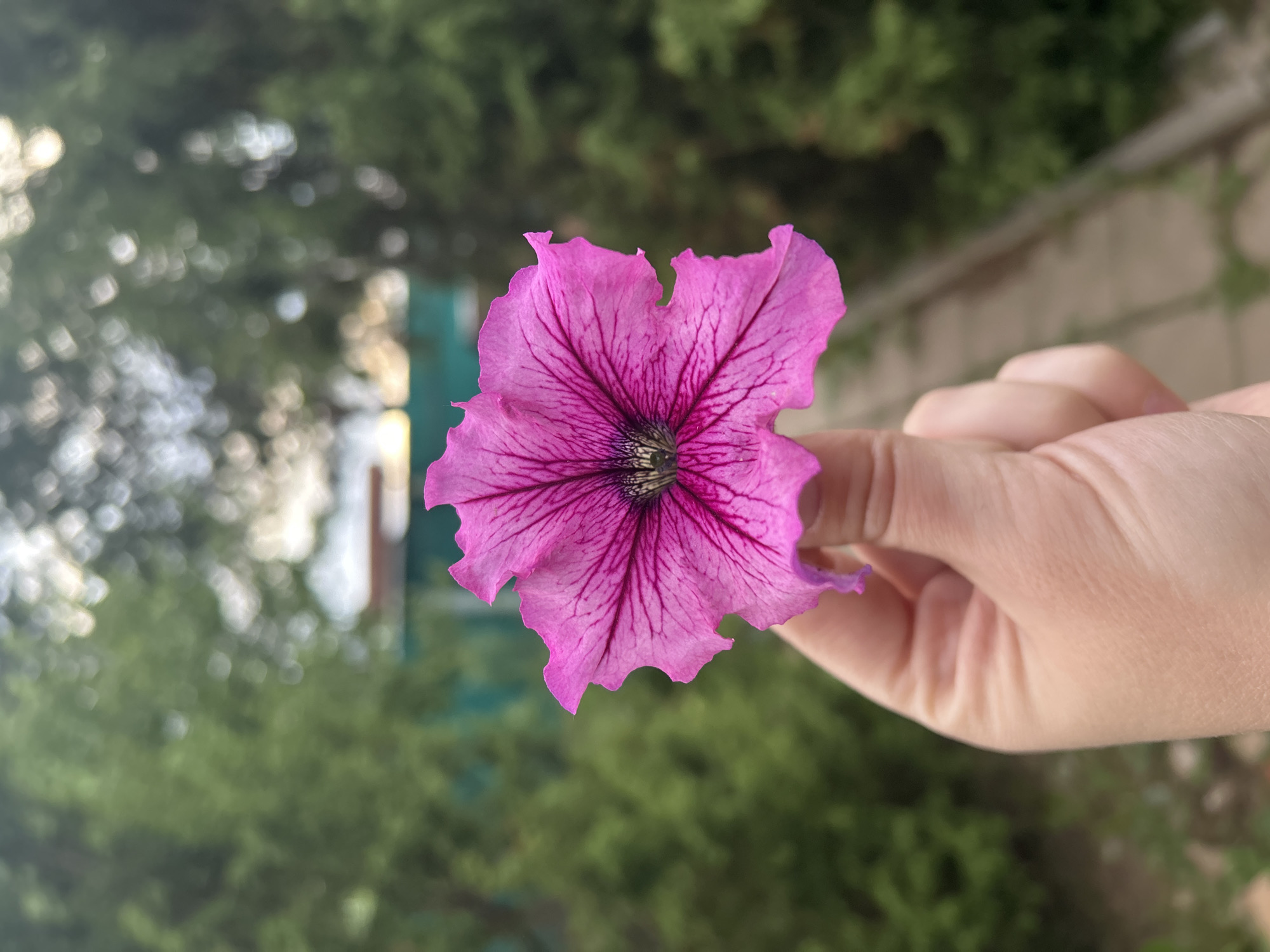 A pink petunia flower is held in a person's hand. The background is out of focus, showing green foliage and a building structure. There is no indication of the location being Фоки, Russia.