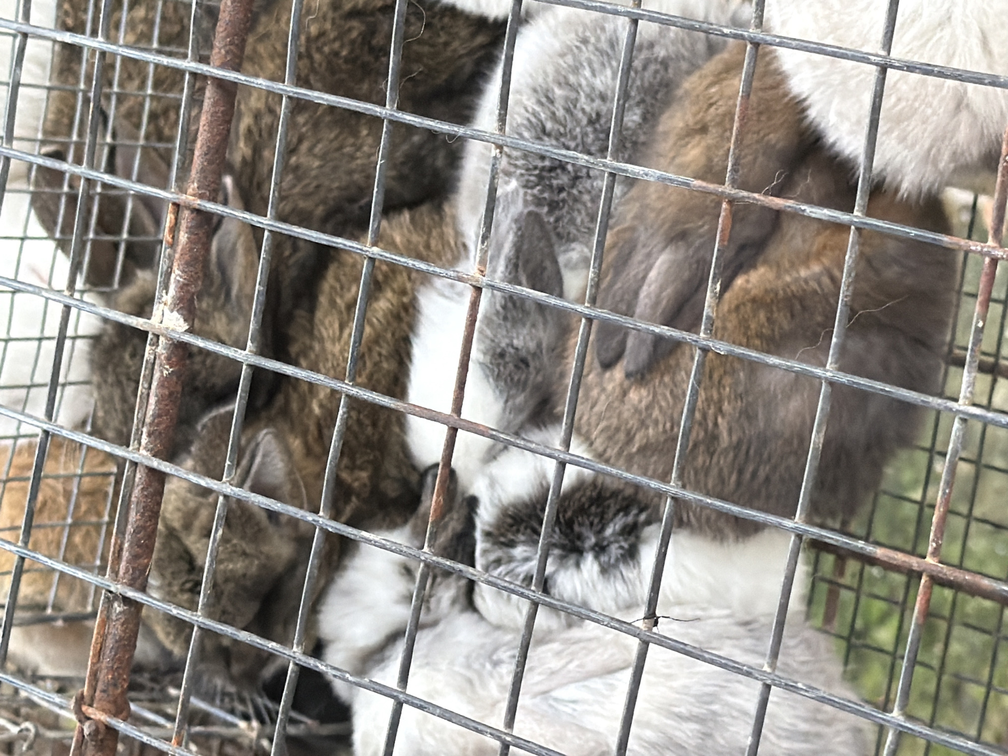 In Baturiti, Indonesia, several rabbits are contained within a rustic, wire cage. The cage's metal bars are aged and show signs of rust, particularly on the horizontal supports. The rabbits, with fur colors ranging from brown and white to gray, are huddled together, some appearing to be sleeping or resting. Their ears are visible, and some have distinct markings on their faces. The background is blurred, but suggests an outdoor environment with hints of green vegetation visible through the cage. The lighting is natural, indicating it is daytime.