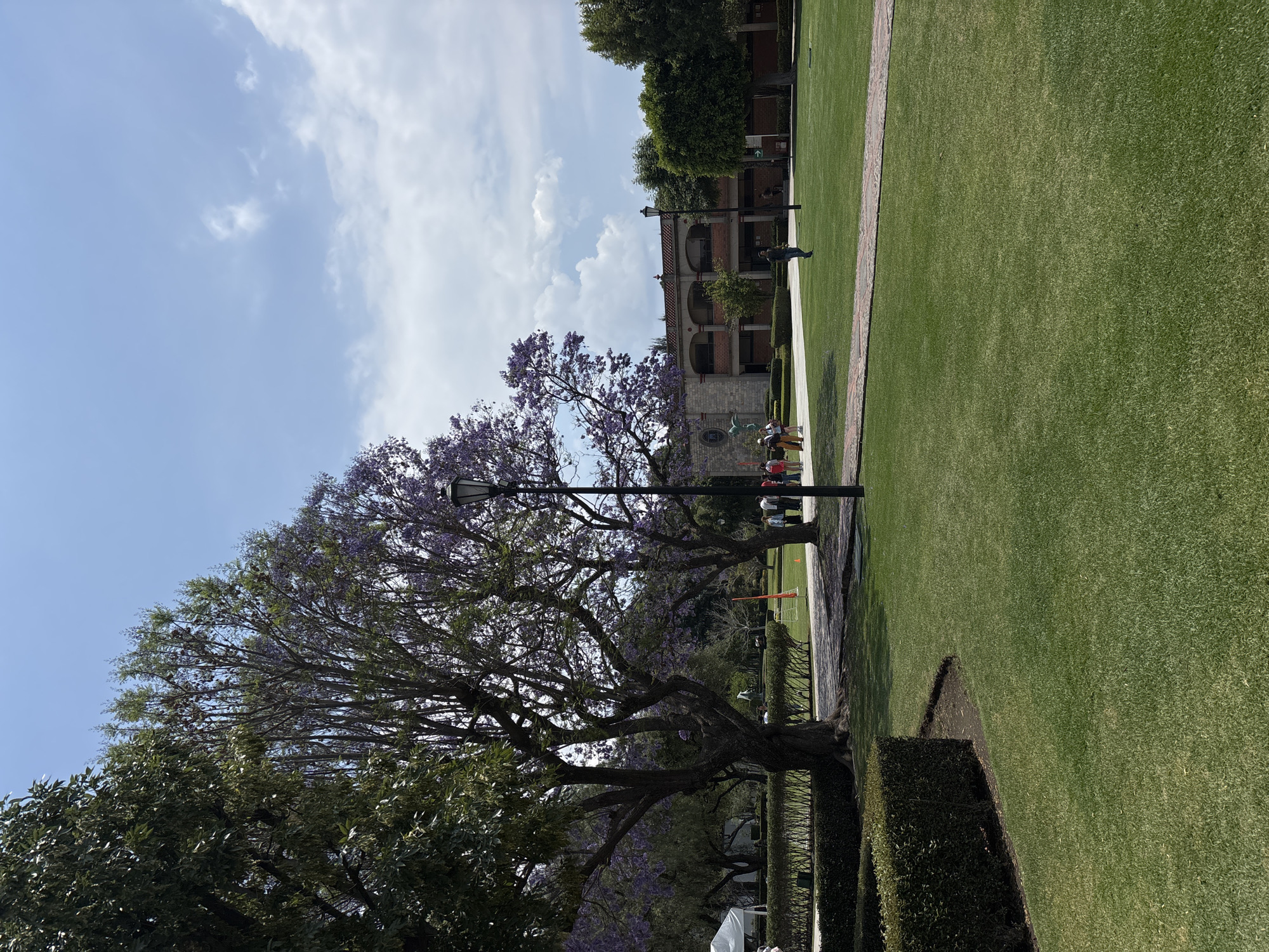 This image shows a landscape in San Andrés Cholula, Mexico, on a bright day with a blue sky and scattered clouds. In the foreground, there's a large tree with purple flowers. A lamp post is situated amongst its branches. Adjacent to the tree is a trimmed hedge and a well-maintained green lawn. A stone pathway runs along the lawn's edge. Further in the background, there's a building with arched windows and a tiled roof. Several people are visible on the pathway near the building. Beyond the building, more trees are present. A soccer goal post is also visible in the background.