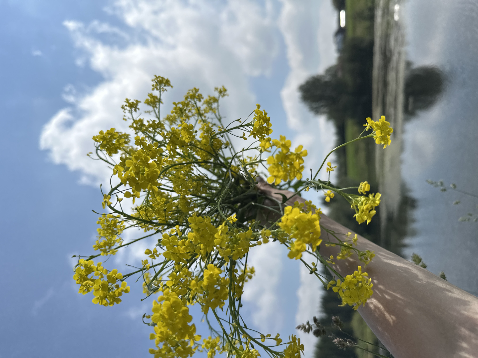 In this medium shot, a hand holds a bouquet of small yellow flowers against a backdrop of a bright blue sky with scattered white clouds. The hand, visible from the wrist up, is positioned in the lower left quadrant of the frame, and the flowers are held high, obscuring the top portion of the hand and arm. The flowers are delicate and clustered, with slender green stems.
In the background, a body of water, likely a lake or river, stretches across the lower half of the image, reflecting the sky and surrounding trees. The water is calm, with subtle ripples. The shoreline is lined with trees and vegetation, and in the distance, faint structures, possibly buildings or farm elements, are visible on the horizon. The overall scene suggests an outdoor, natural setting, possibly during the daytime. The specific location in Buranovo, Russia, is not visually identifiable from the image itself.