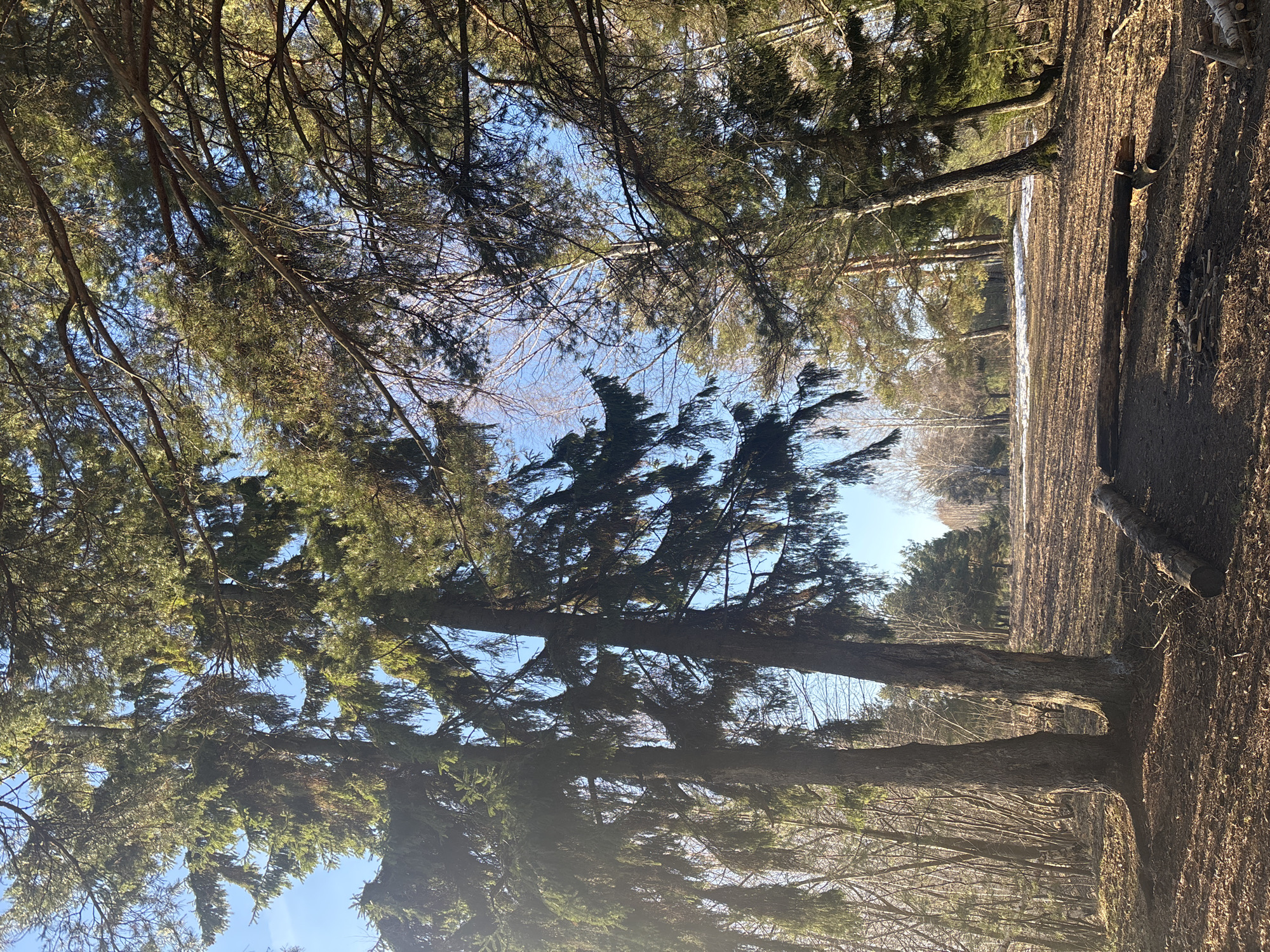 The image captures a woodland scene, likely within the city of Chaikovsky, Russia. Tall, mature trees with dense green foliage dominate the foreground, partially obscuring a patch of blue sky. The ground is covered in dry, brown leaves and bare earth. In the background, a row of trees lines a clearing, with some remaining snow patches visible. A fallen log lies on the ground on the right side. The image is taken from a low angle, looking upwards through the trees.