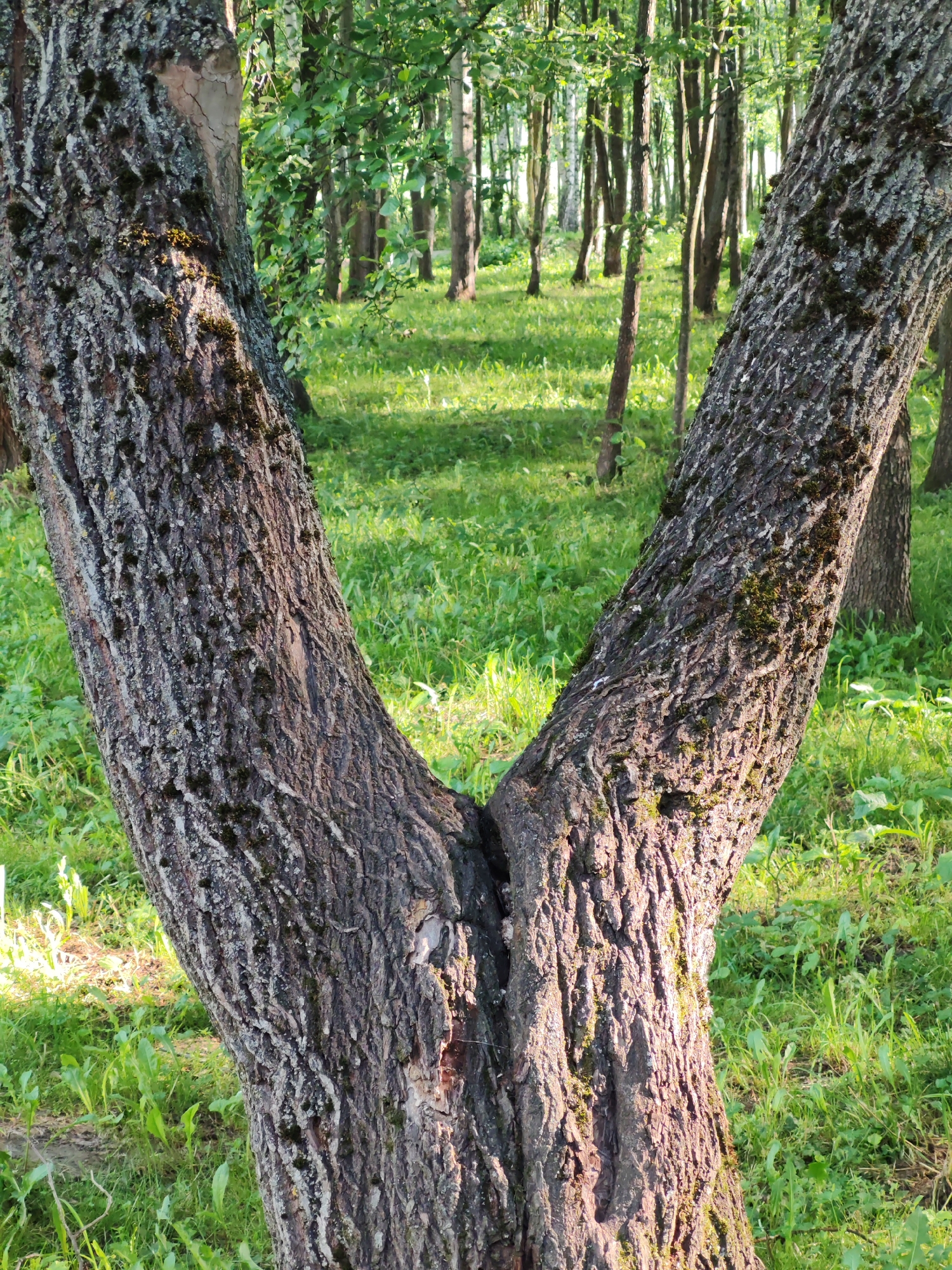The image shows a V-shaped tree trunk in a park-like setting. The bark of the trunk is rough and textured, with patches of moss. The background is filled with lush green grass and a forest of trees. The lighting suggests it is daytime, possibly late afternoon, with sunlight filtering through the leaves. No people or specific landmarks are visible.