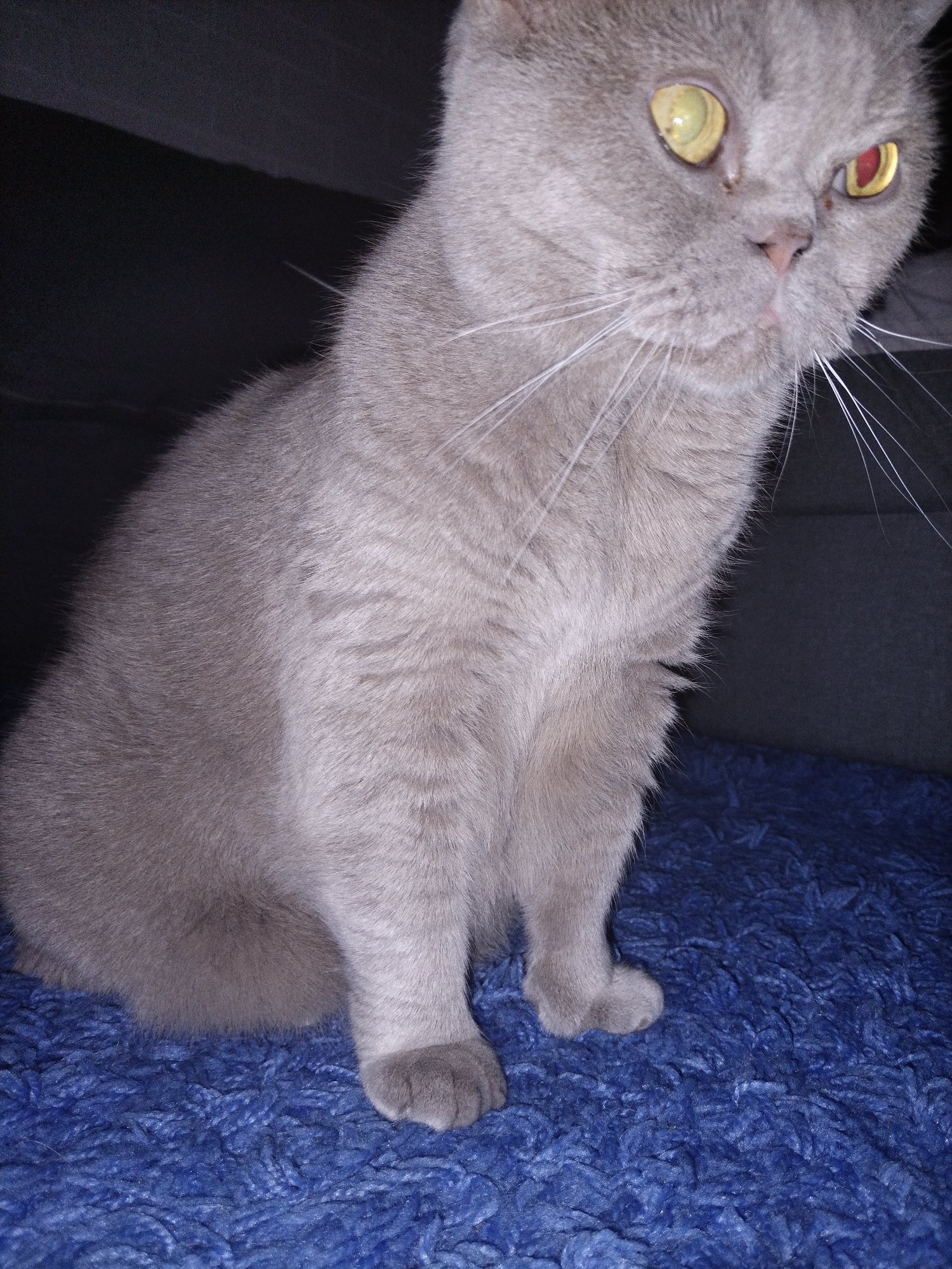 A fluffy, light gray British Shorthair cat is sitting on a blue shaggy rug. The cat has large, round yellow eyes with vertical pupils. The cat is looking to the right with its head tilted slightly. The background is dark and out of focus. The image is a close-up of the cat, with its body partially visible.