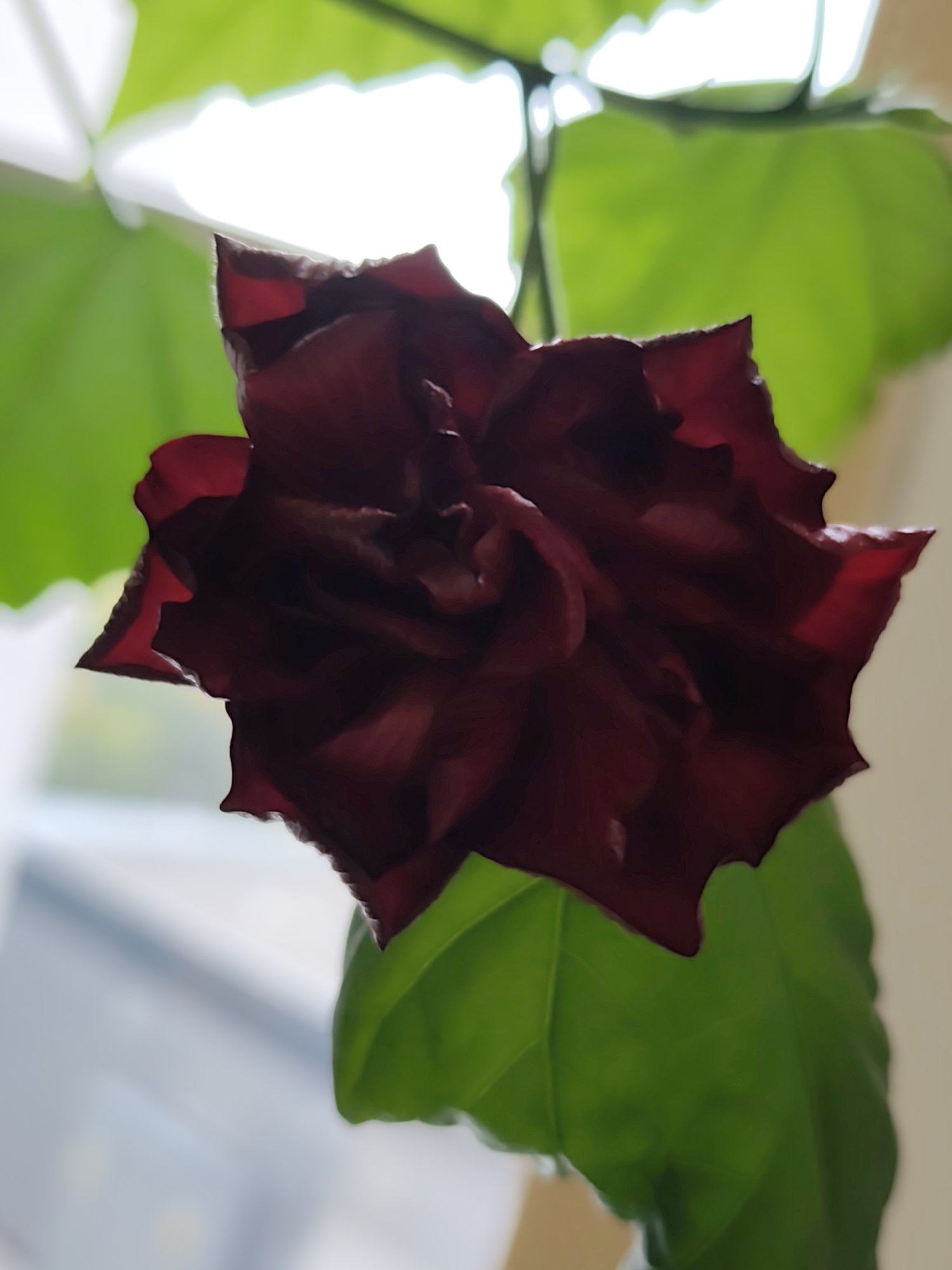 An extreme close-up shot captures a deep red, velvety flower bloom against a backdrop of vibrant green leaves. The flower's petals are intricately layered and ruffled, with a subtle sheen that catches the light. The leaves are broad and smooth, showing a gentle curvature. The background is softly blurred, with hints of natural light suggesting an indoor setting near a window. The image is a detailed study of botanical texture and color, emphasizing the delicate beauty of the flower. There are no people or identifiable landmarks present to indicate a specific location within Prague, Czechia or any other city.