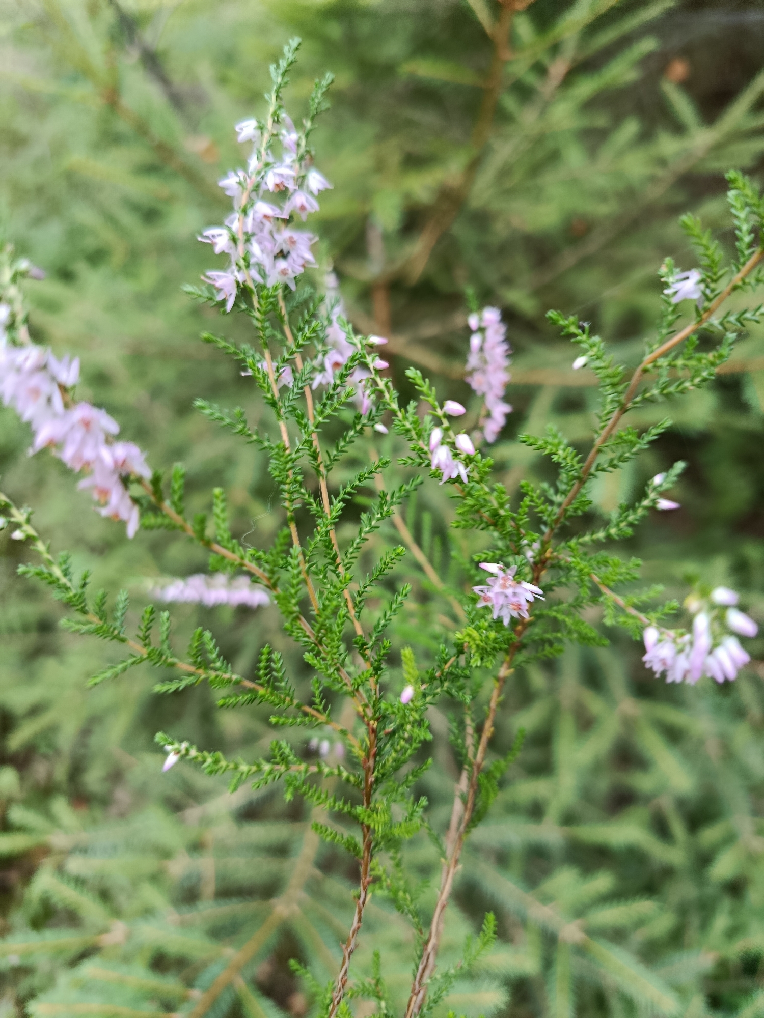 The image depicts a close-up, slightly blurred view of light purple heather flowers and green foliage. The flowers are small and delicate, clustered along the stems. The background consists of out-of-focus green branches, likely from a coniferous tree. There are no people or discernible human activity visible in the image, and no specific location in Borduki, Russia, can be identified from the visual information. The scene is natural and appears to be outdoors.