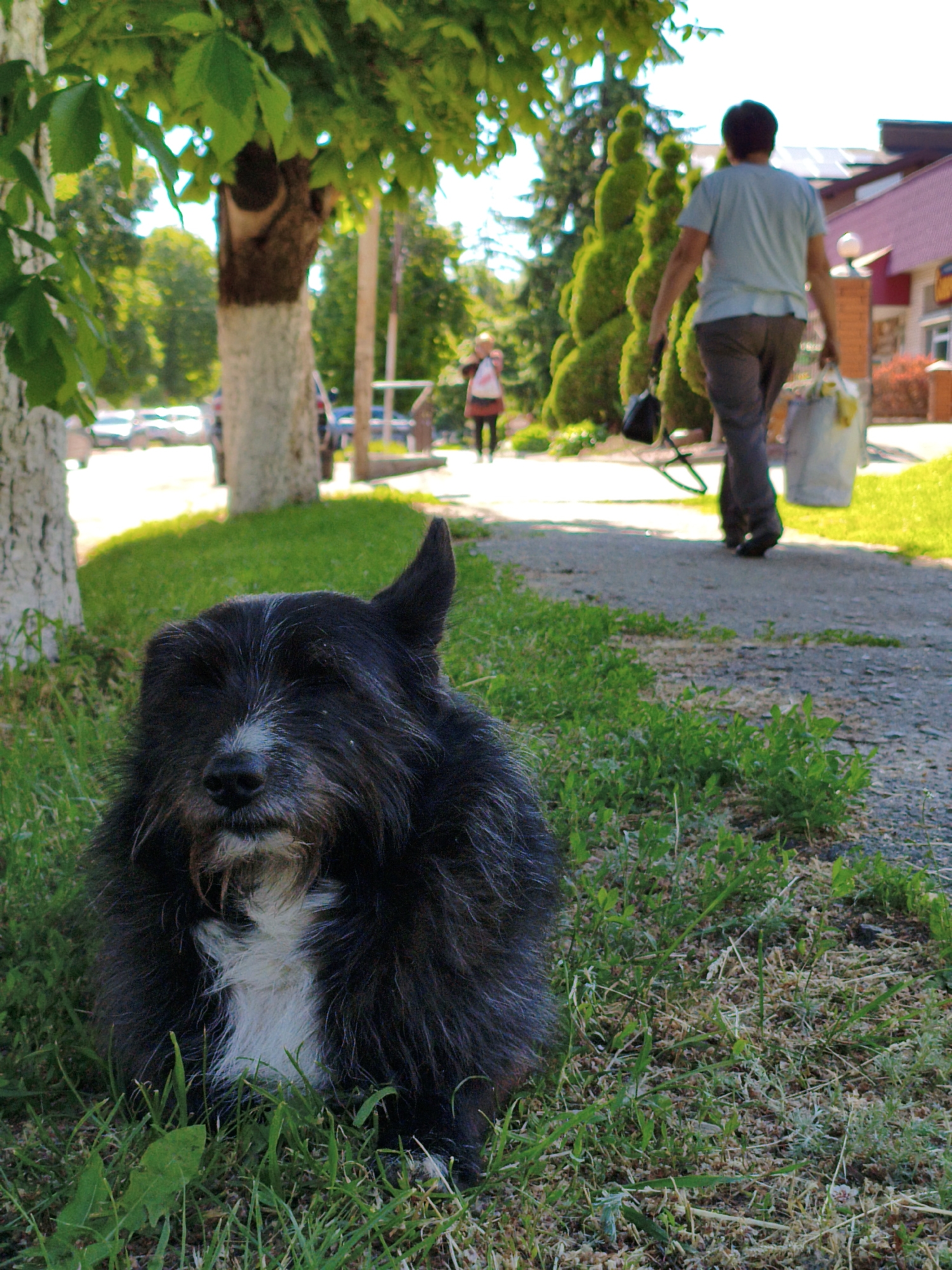This vertical full-shot image captures an outdoor scene, likely along a village or town pathway in Velyka Bahachka, Ukraine, under bright daylight conditions.
In the immediate foreground, a shaggy black dog with white markings on its snout and chest rests on green grass, looking directly towards the viewer. Its left ear is distinctly perked upwards. The grass beneath the dog is lush, with some dry patches and small weeds.
Mid-ground, an adult person walks away from the camera on a paved path, carrying a black bag in their left hand and a white shopping bag in their right. They are wearing a light blue t-shirt and dark pants. The path appears to curve slightly to the right.
Further along the path in the background, another person, appearing smaller (possibly a child or younger adult), is visible, also walking away from the camera and carrying a bag.
The scene is lined with trees and greenery. To the left, a large tree with a white-painted trunk is prominent, with its green leaves extending into the upper left of the frame, partially obscuring the view. Another white-painted tree trunk is visible further back on the left. In the mid-ground right, a row of neatly trimmed, conical evergreen trees adds a decorative element. In the far background, buildings are visible, one with a distinctive reddish-brown roof. The bright sunlight creates clear shadows, suggesting it is midday or early afternoon. No visible text is present in the image.
