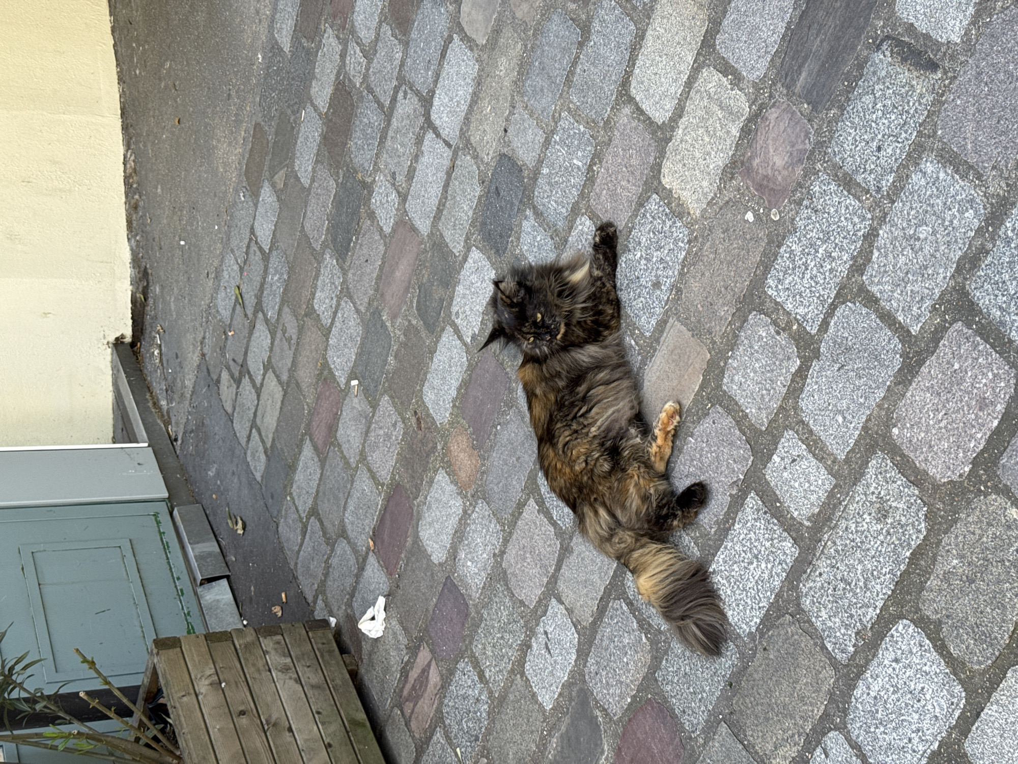 A medium-sized, tortoiseshell-patterned cat is lying on its back on a cobblestone pavement. The cat's tail is extended, and its paws are outstretched. The pavement is made of grey and purple-tinged cobblestones. To the left of the pavement, there's a light yellow wall with a grey base and a wooden structure that appears to be a planter. The location is likely Paris, France, given the cobblestone and architecture.