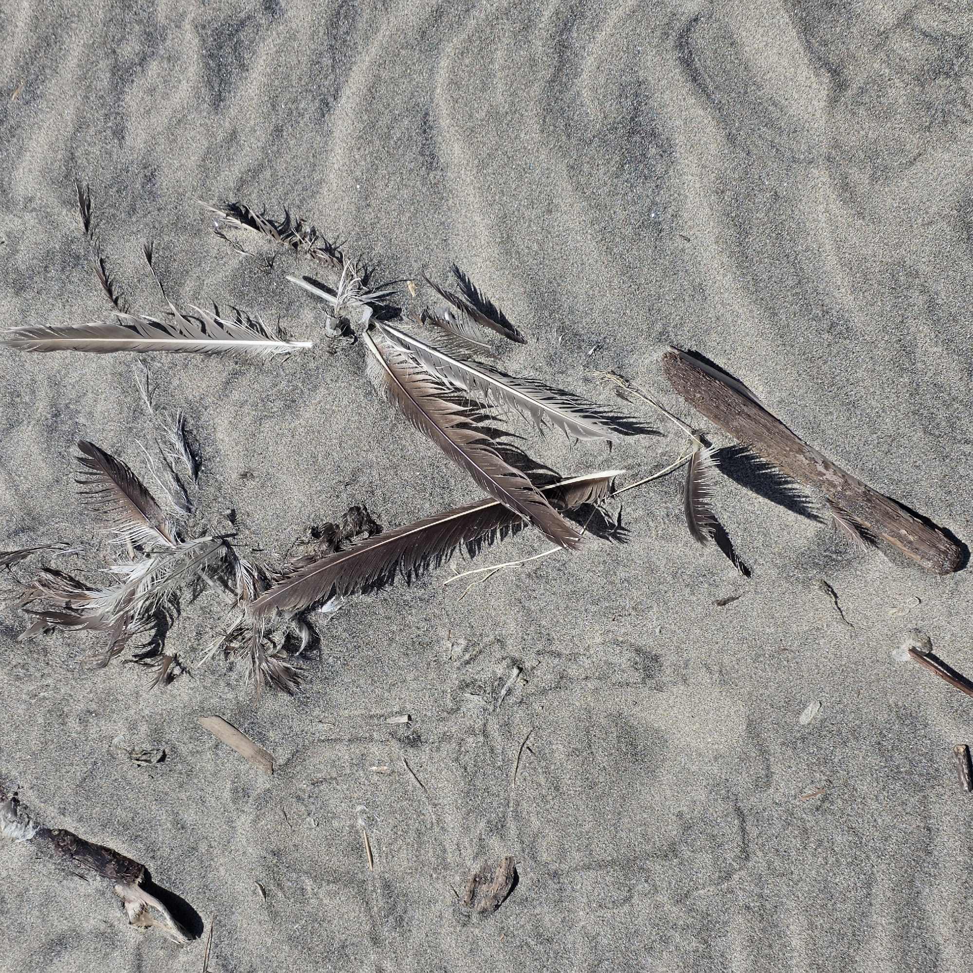 The image shows a close-up, overhead view of dark sand on a beach. Scattered across the sand are several bird feathers, some of which are large and brown and white, and others are smaller and darker. There are also a few pieces of weathered driftwood. The sand is slightly rippled, suggesting it is a tidal area. The lighting indicates it is daytime. The image was taken in Cannon Beach, Oregon, United States of America.
