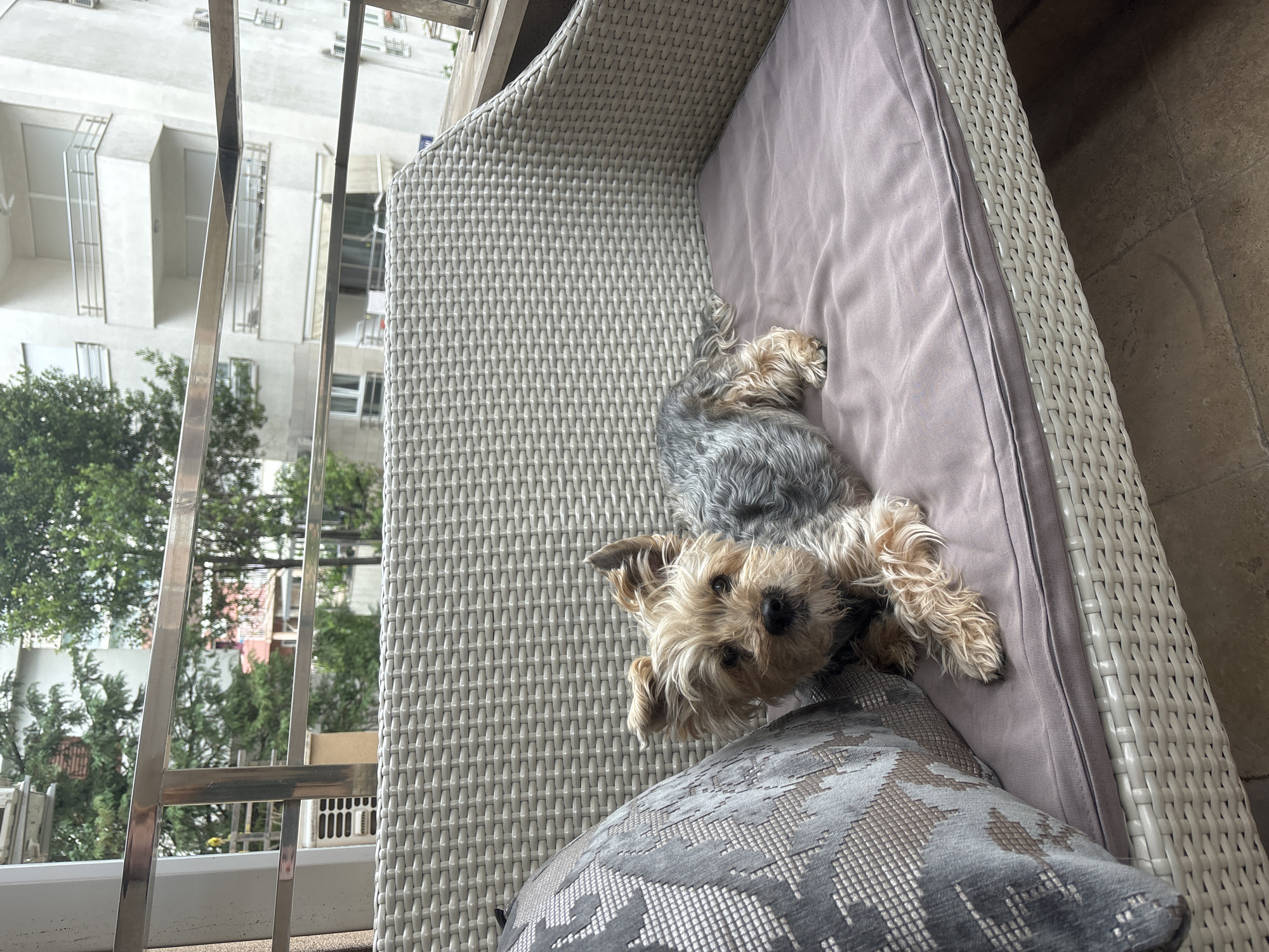 A medium-shot image depicts a dog lying on its back on a cushioned outdoor couch. The dog is a mix of gray and tan fur, with a small black nose, and is positioned with its head towards the lower center of the frame. It appears to be resting comfortably on the couch.
The couch has a light gray wicker frame and a light purple cushion. A patterned gray pillow rests beneath the dog's front paws.
Behind the couch, a balcony with a metal railing is visible. Beyond the balcony, a cityscape with a mix of residential buildings and trees can be seen. Based on visual assessment, the location is consistent with a residential balcony setting in the city of Budva, Montenegro. However, this cannot be conclusively verified without additional information.