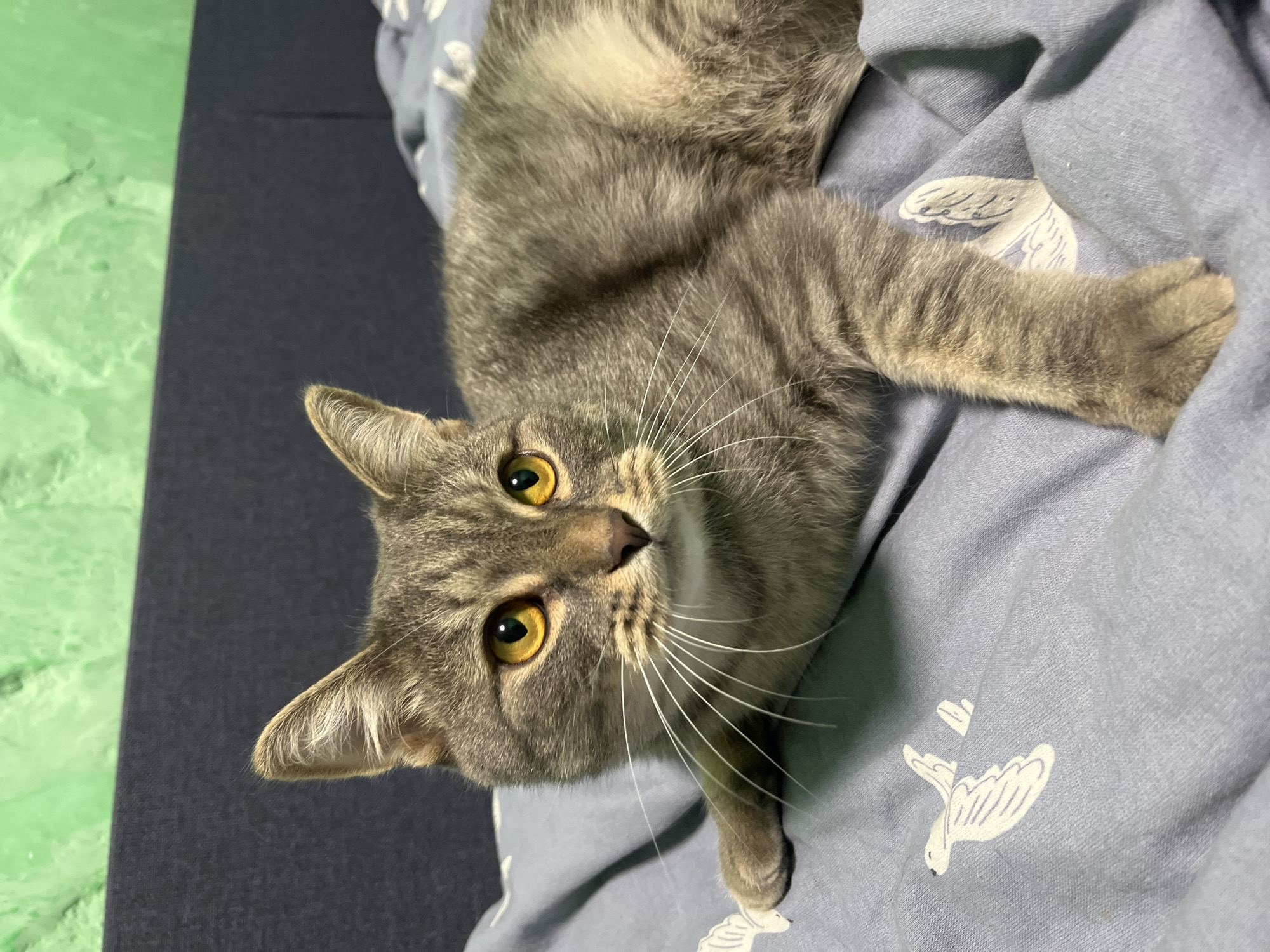 A domestic short-haired cat with tabby markings and bright yellow eyes is lying on a light blue bedsheet with a pattern of white stylized birds. The cat is positioned in the center of the frame, with its head turned to the left and its body extending to the right. The background consists of a dark blue headboard and a bright green textured wall. The scene appears to be indoors, likely in a bedroom.