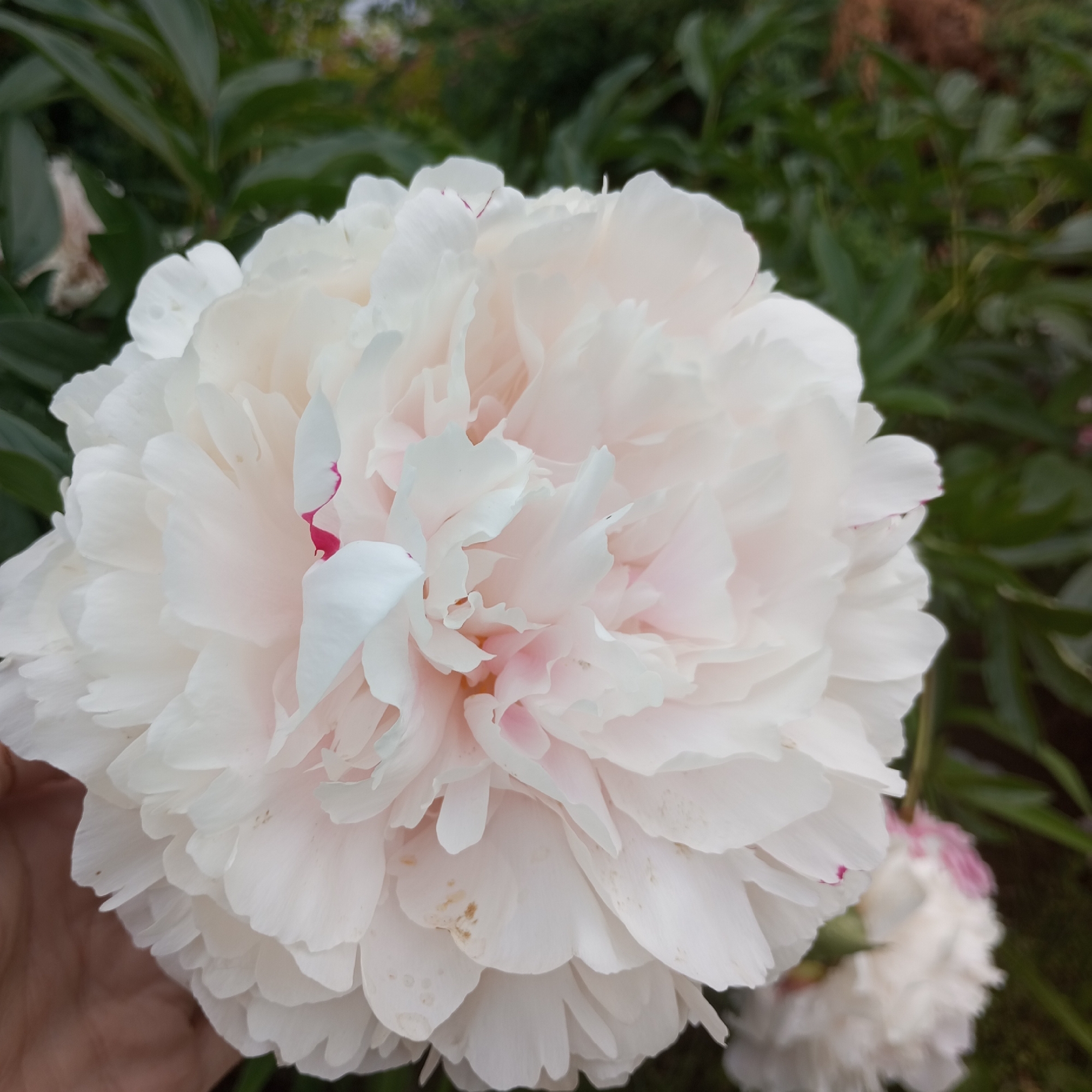A large, white peony flower, with hints of pink and red, fills the foreground of the image. The flower is in full bloom, with numerous delicate petals layered upon each other. A human hand is visible in the lower left corner, gently supporting the flower. In the background, out of focus, are green leaves and a hint of another, smaller white and pink peony. The scene appears to be an outdoor garden, possibly in Izhevsk, Russia, given the commonality of peonies in Russian gardens during the blooming season. The lighting suggests it is daytime, with soft, natural light illuminating the flower.