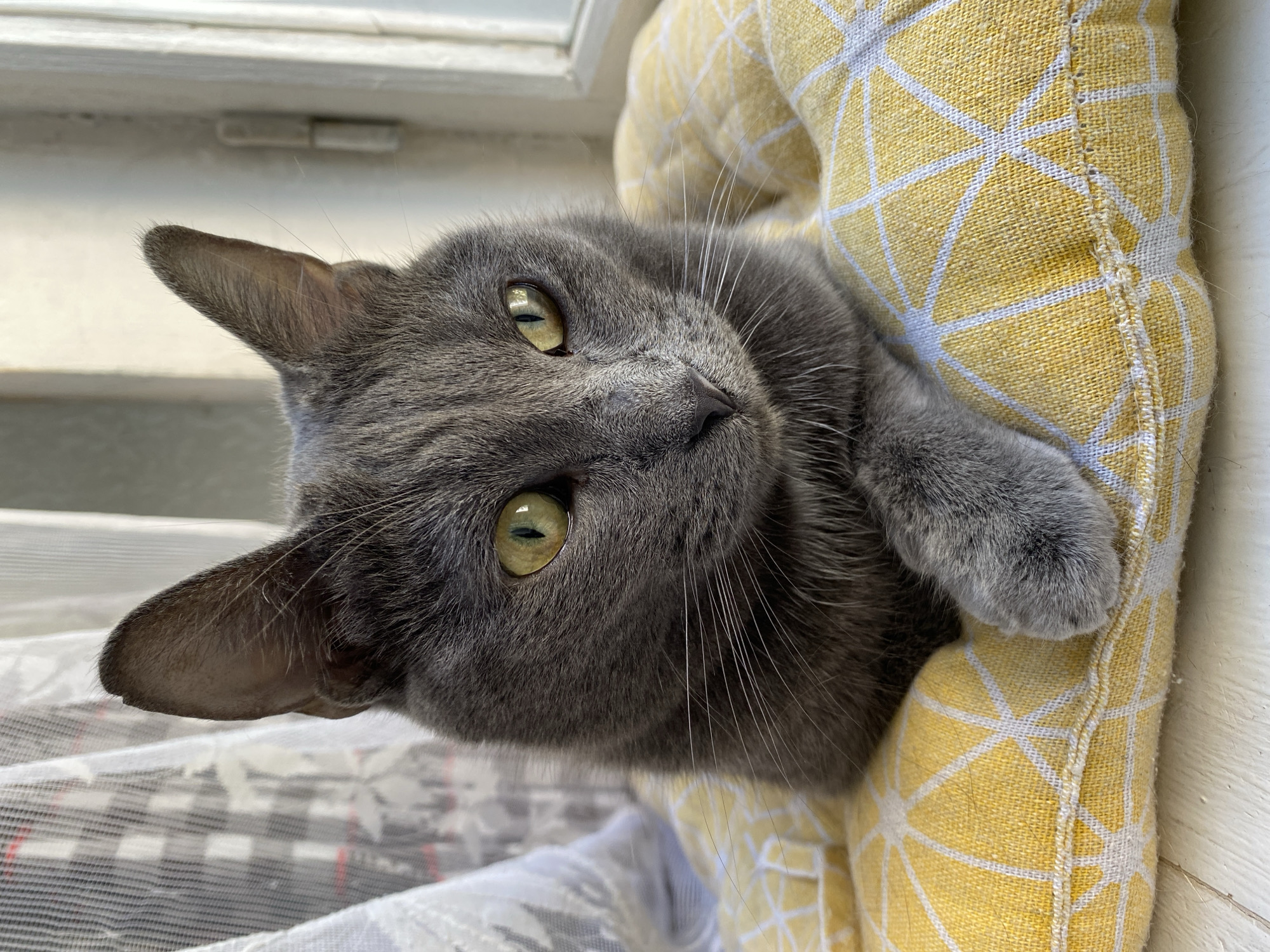 A close-up, head-on shot focuses on a domestic shorthair cat with a gray coat and bright yellow-green eyes. The cat is resting on a yellow pillow adorned with a white geometric pattern. Its head is tilted slightly to the right, and its gaze is directed away from the viewer. One of the cat's front paws is resting gently on the pillow. In the background, sheer white curtains with a subtle pattern hang near a window, which is visible on the right side of the frame. The lighting suggests natural daylight, casting soft shadows. The cat is positioned indoors, likely in a domestic setting, with no indication of a specific city or location.
