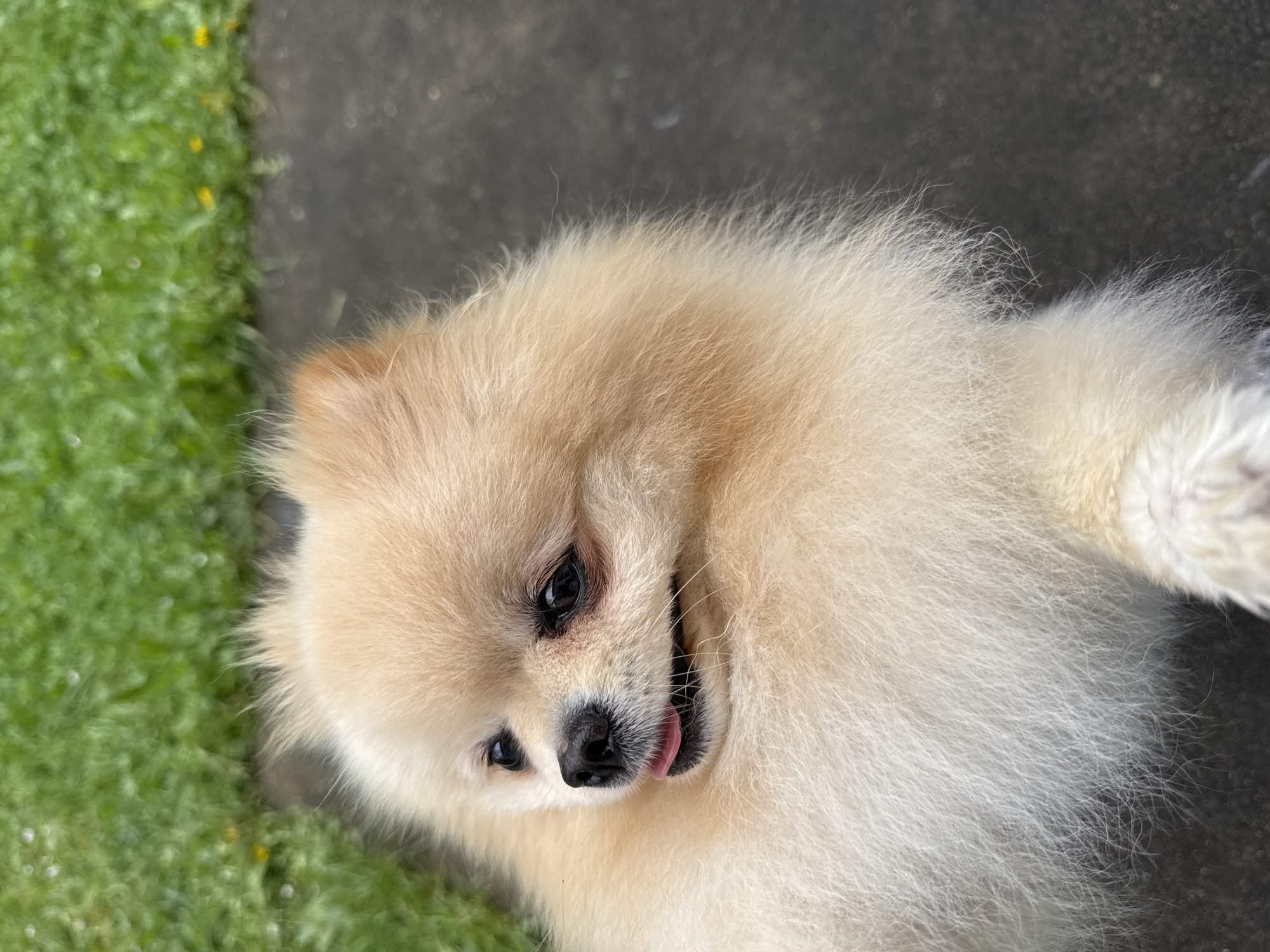 A cream-colored Pomeranian dog is lying on the ground, partly on grass and partly on a dark grey surface. The dog is facing left and slightly towards the camera. The dog's tongue is slightly visible.
Given the context, it is impossible to verify the exact location of the image in Bietigheim-Bissingen, Germany.