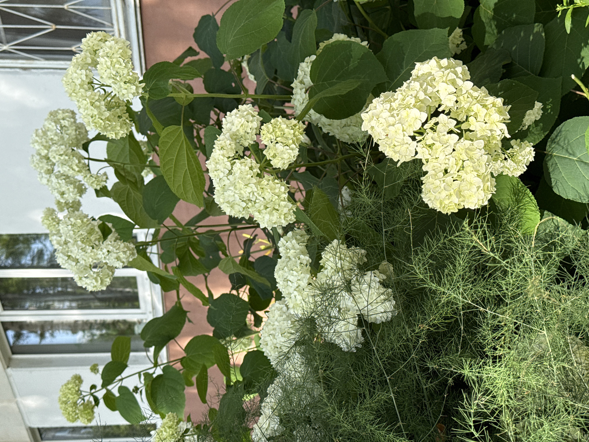 A high-angle, close-up shot showcases a cluster of white hydrangeas in full bloom. The flowers are a pale green-white and arranged in rounded, cone-shaped clusters. Their delicate petals create a soft, textured appearance. Surrounding the hydrangeas are large, dark green leaves, some of which are catching dappled sunlight, creating shadows.
In the foreground, to the right of the hydrangeas, is a dense clump of feathery, green foliage, likely asparagus ferns, with their fine, needle-like leaves. The background is split between a light pink wall and a section of what appears to be a building with a white frame and reflective glass windows. The windows show reflections of the sky and greenery, suggesting an outdoor setting.
The overall impression is one of lush, natural beauty, perhaps a garden on a sunny day. The lighting suggests it's daytime, with the sun casting shadows and highlighting textures. There is no visible text in the image.