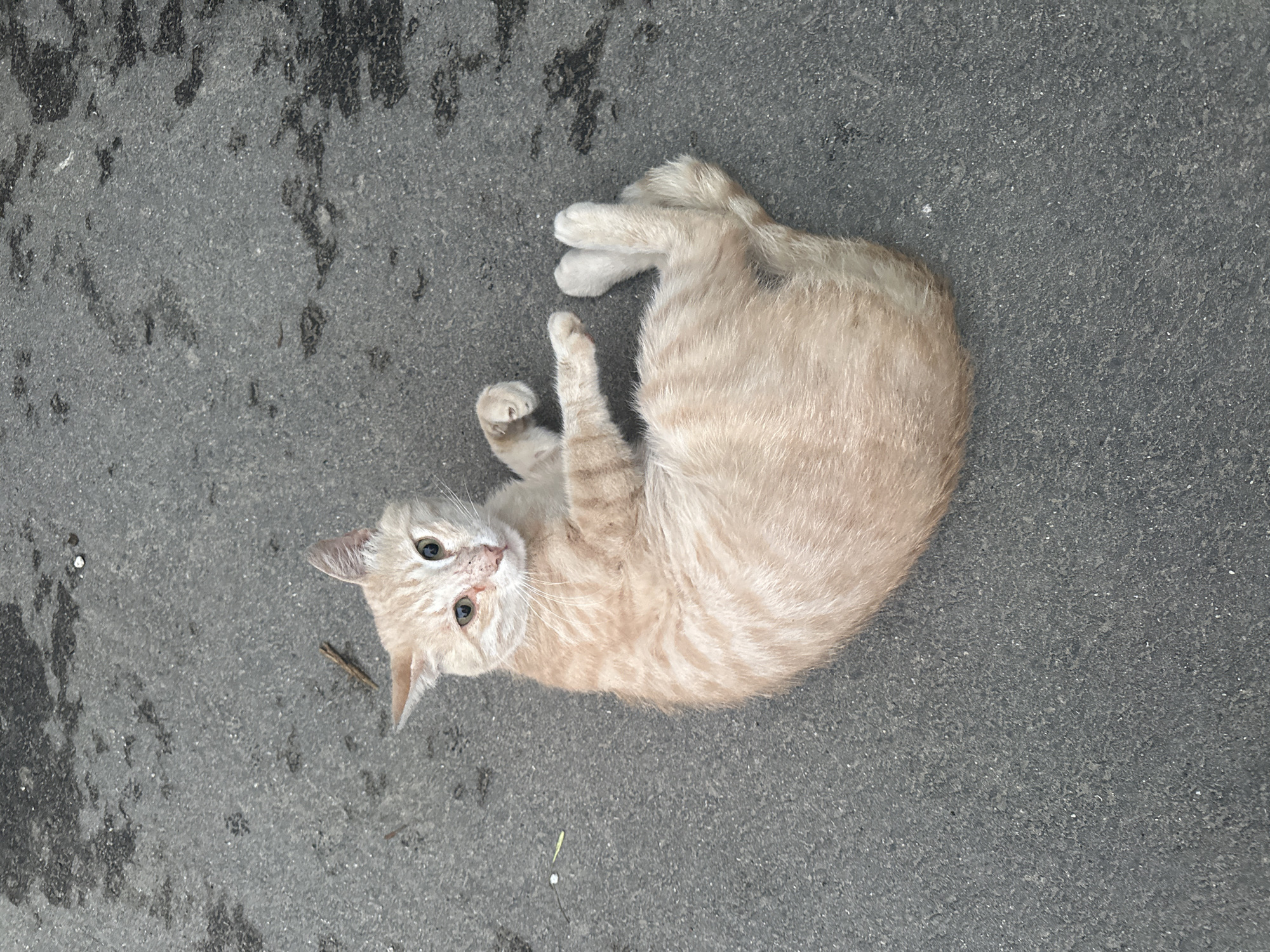 A ginger tabby kitten is lying curled up on a textured gray asphalt surface. The kitten is facing the viewer, with its head tilted slightly upwards and its green eyes looking directly at the camera. Its fur is light orange with darker ginger stripes. The kitten's paws are tucked in, and its tail is curled around its body. The asphalt appears to be slightly damp in some areas, with scattered dark splotches and small lighter specks. A small twig lies on the ground near the kitten's head. The overall impression is of a young cat resting outdoors on a somewhat rough surface, perhaps in an urban or suburban environment. There is no visible text in the image.