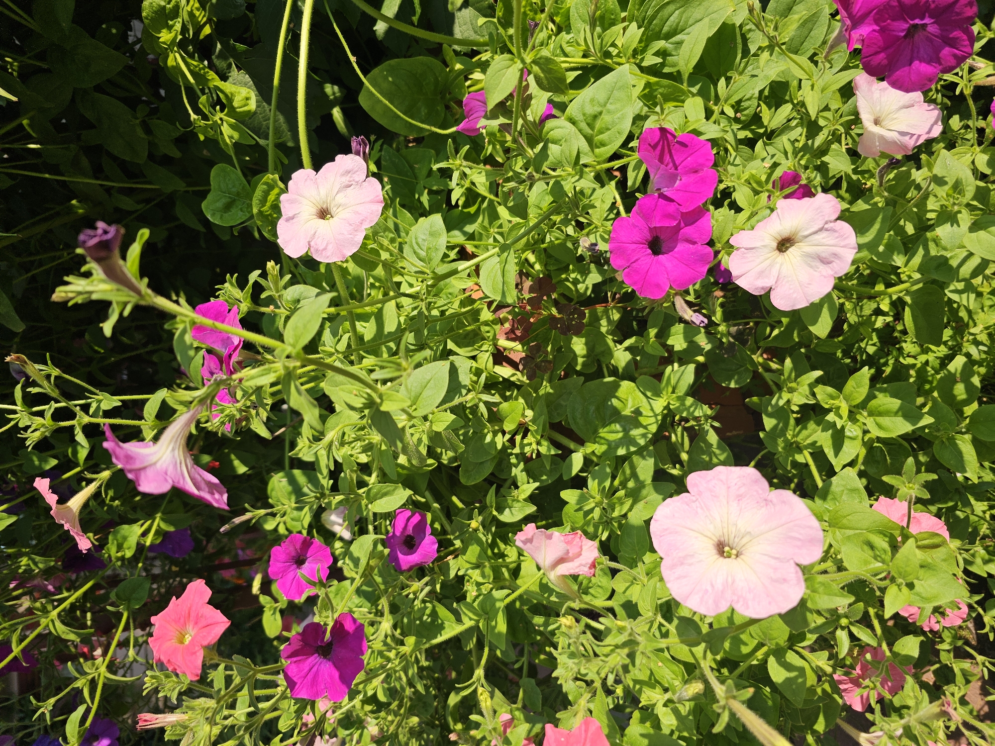The image displays a close-up view of a cluster of vibrant petunias in bloom, with various shades of pink and magenta flowers interspersed amongst lush green foliage. The lighting suggests it is daytime, with bright sunlight casting shadows. The setting appears to be an outdoor garden or planter box. The specific location in Novosibirsk, Russia, cannot be determined from the visual information provided in the image. There are no people, animals, or man-made structures visible. The focus is entirely on the natural beauty of the flowers and plants.