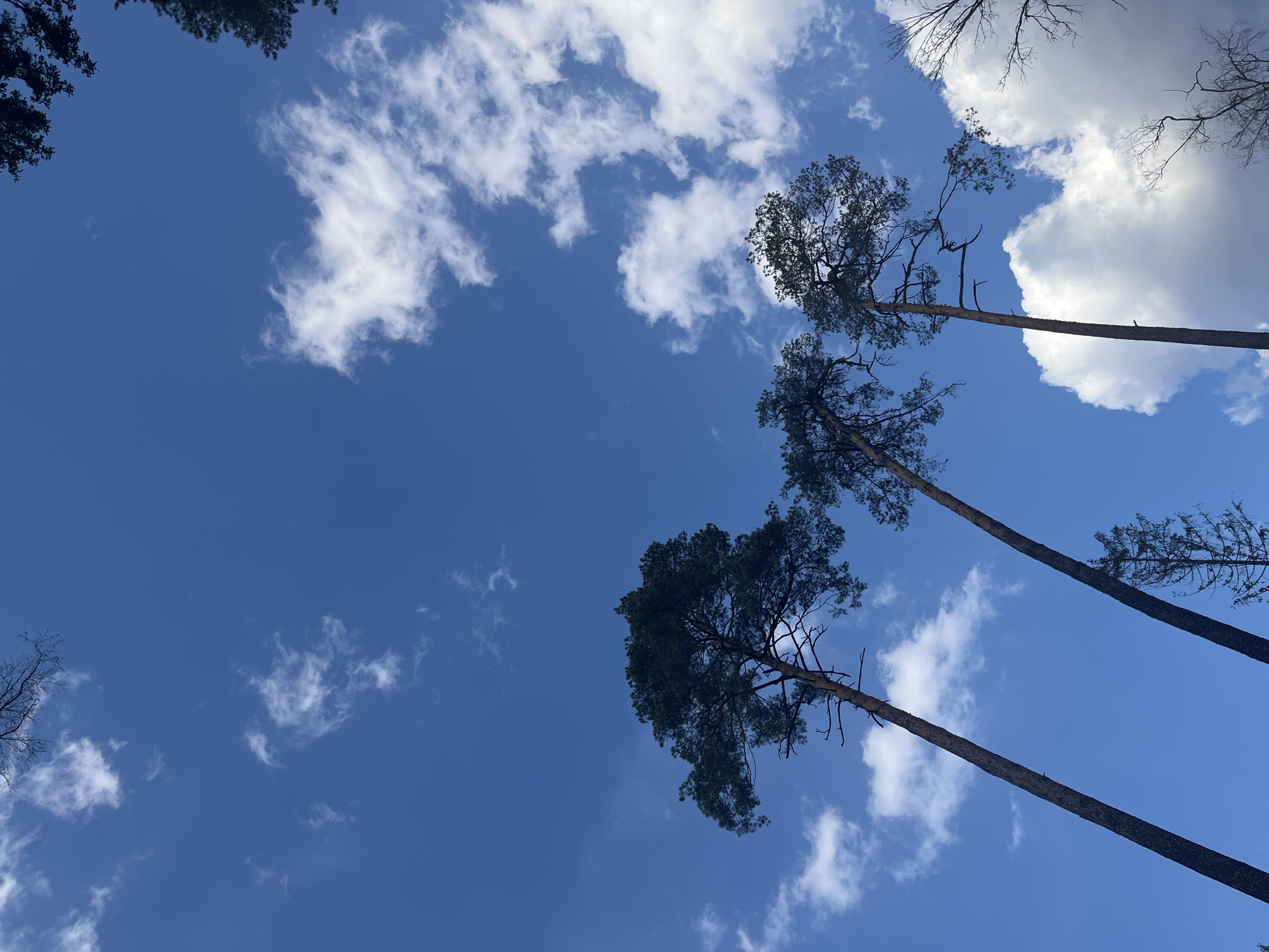 The image depicts a view of the sky with clouds and several tall pine trees. The trees are located in Zhavoronki, Russia. The sky is a clear, bright blue with scattered white clouds. The trees are angled towards the center of the frame, giving a sense of height and perspective. The photograph appears to have been taken from a low angle, looking upwards into the canopy and the sky beyond.