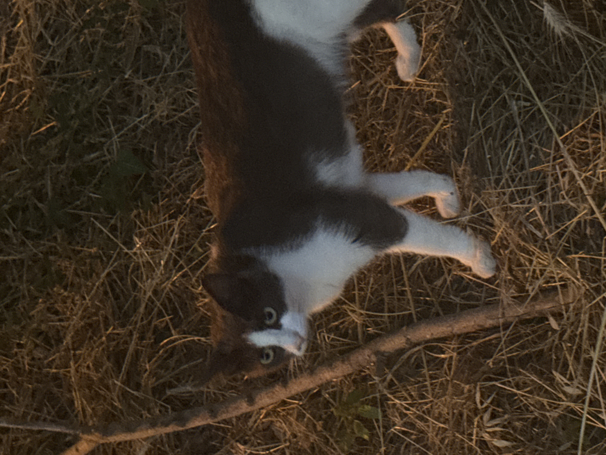The image shows a black and white cat lying on dry grass, possibly outdoors. The cat is on its back, with its paws in the air. It has green eyes and is looking towards the camera. A thin branch lies across the grass in front of the cat. The scene appears to be lit by artificial light, suggesting it might be dusk or nighttime. The dry grass and the overall setting suggest a rural or semi-rural location. There is no visible text in the image.
