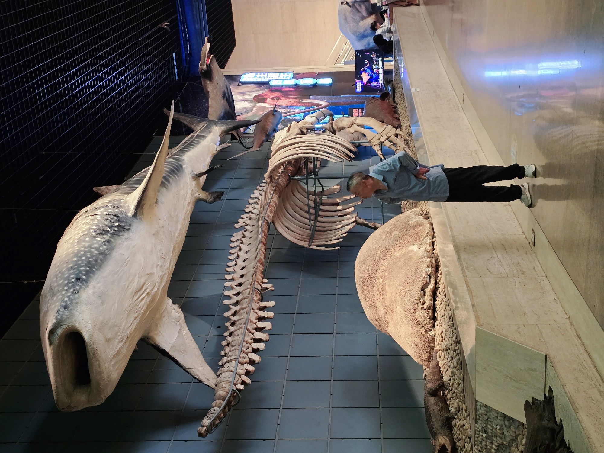In the Gongshu District, China, an indoor museum features a large display of marine life skeletons and models. A whale shark model hangs from the ceiling, its mouth open, with a long, articulated skeleton beneath it. To the right, a larger whale skeleton is displayed. In the foreground, an elderly man stands looking at the exhibit, his hands on his hips. Other visitors are visible in the background. The museum appears to be well-lit, with a dark ceiling and a reflective floor.