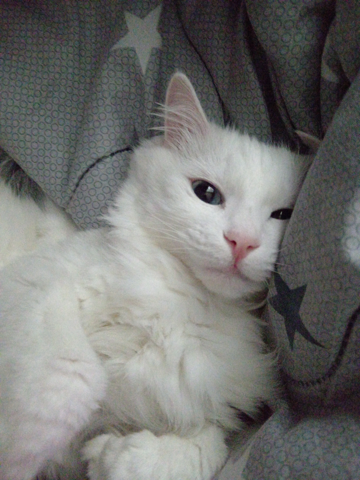 A white cat with striking blue eyes and a pink nose is nestled in a blanket with a star pattern. The cat is positioned on its side, facing towards the right of the frame, with its head resting on the blanket. Its fur appears soft and fluffy. The background consists of a grey blanket with a repeating pattern of circular shapes and scattered stars, suggesting it is indoors, possibly on a bed or sofa. The lighting is soft, creating a peaceful and cozy atmosphere. The image does not provide any information about a specific location in Belogorsk, Russia, or any human presence.