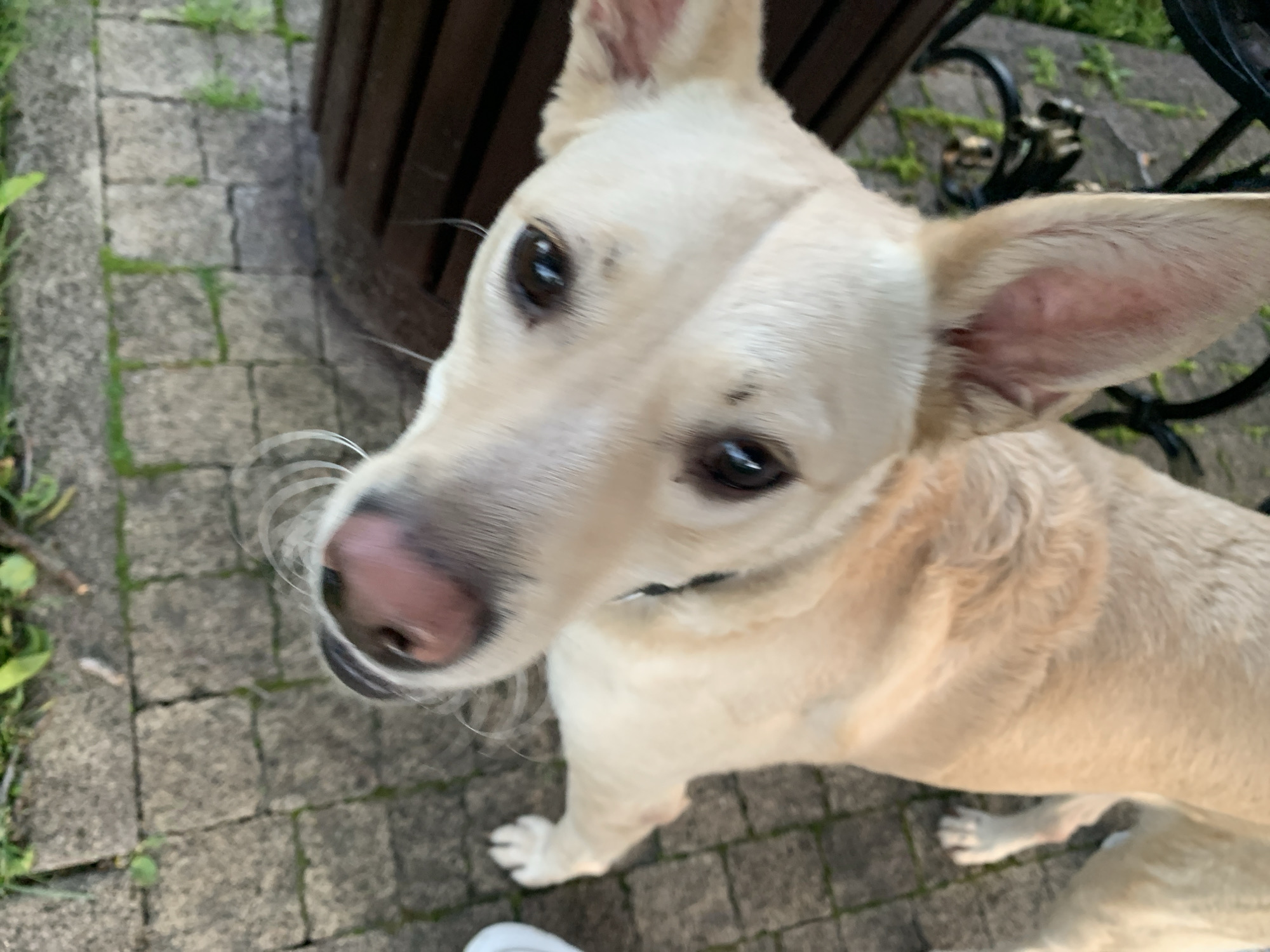 A close-up, high-angle shot features a cream-colored dog with a pink nose. The dog is positioned near a dark brown, slatted structure which appears to be a bench. The surface beneath the dog and the bench consists of interlocking gray pavers with green moss growing in the joints. Based on metadata the image was taken in Stavropol, Russia.