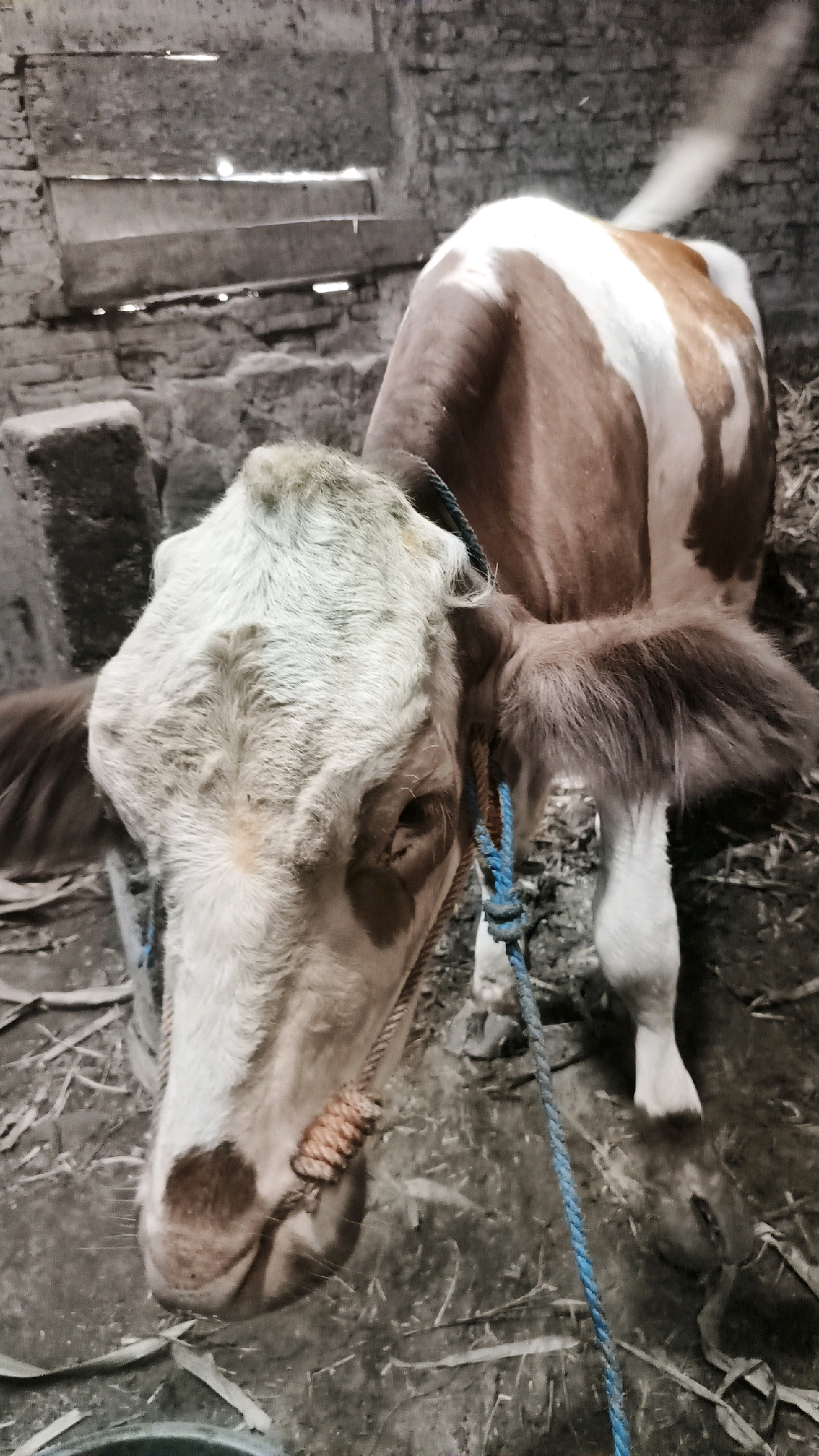 A brown and white cow is standing in a barn, its head bowed. The cow is tethered with a blue rope that goes around its muzzle, which has a braided material tied around it. The barn appears to be made of brick and wood, with straw and dirt on the floor. In the background, there are wooden planks and what looks like a feeding trough. The overall lighting is dim, with some light filtering in from above. The image seems to be taken in Manggis, Indonesia, based on the location information.
