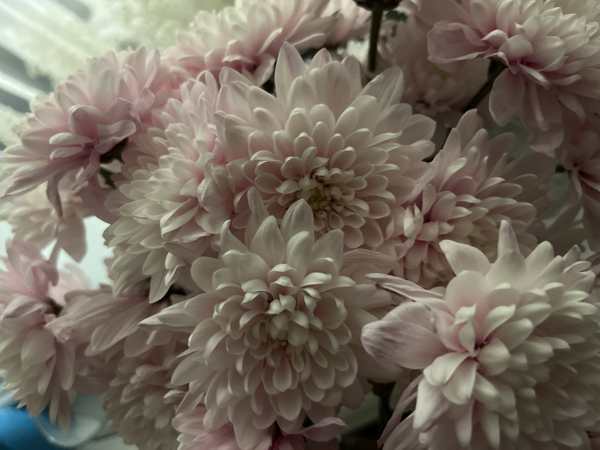 The image presents a close-up, high-angle view of a bouquet of light pink chrysanthemums, likely located indoors in Kryvyi Rih, Ukraine. The frame is densely filled with multiple blooms, showcasing their intricate, layered petals. The flowers exhibit a delicate color palette, ranging from soft blush pinks to almost white on the petal edges, with subtle variations in shade creating depth and texture.
The lighting is soft and diffused, highlighting the velvety texture of the petals and creating gentle shadows that define the shape of each flower. The background is softly blurred, putting the focus squarely on the vibrant details of the chrysanthemums in the foreground and middle ground. Hints of darker stems or leaves are minimally visible between the blooms. No specific activity or event is depicted, but the arrangement conveys a sense of natural beauty and tranquility. There is no visible text in the image.
