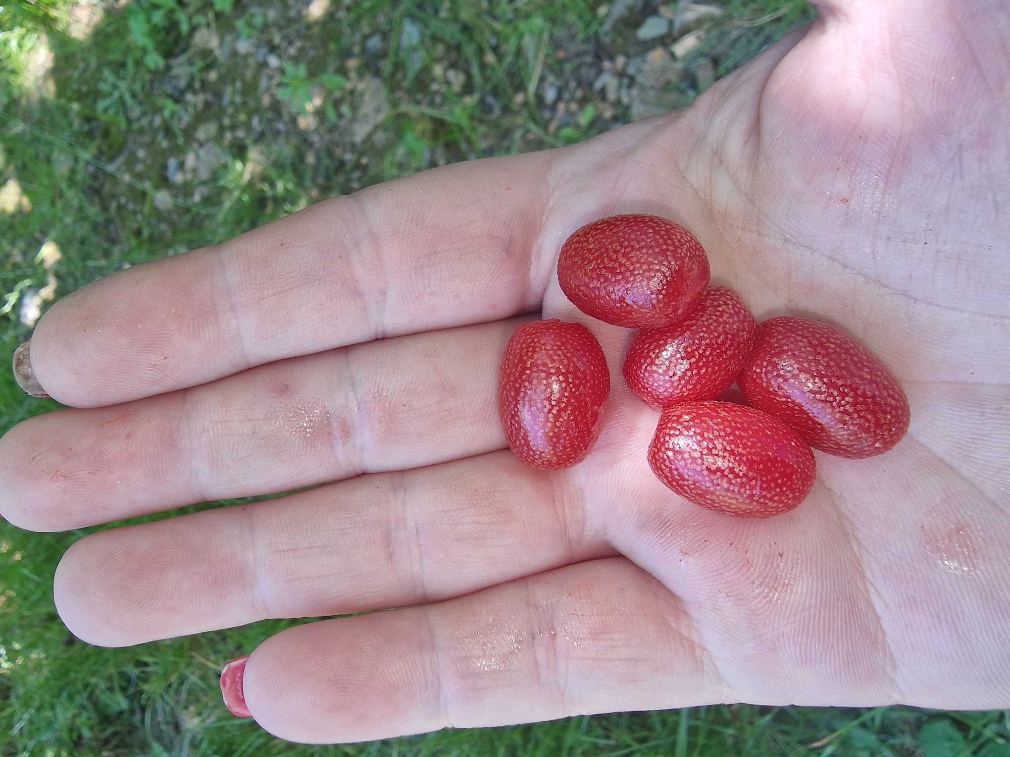 A close-up, overhead shot shows a hand holding five small, red, oval-shaped berries. The berries are speckled with small, golden dots, and the hand's skin is visible, with fingerprints and some minor dirt or dust. The background is a blurry mix of green grass and brown dirt. There is no specific indication of the location being Bershad, Ukraine.