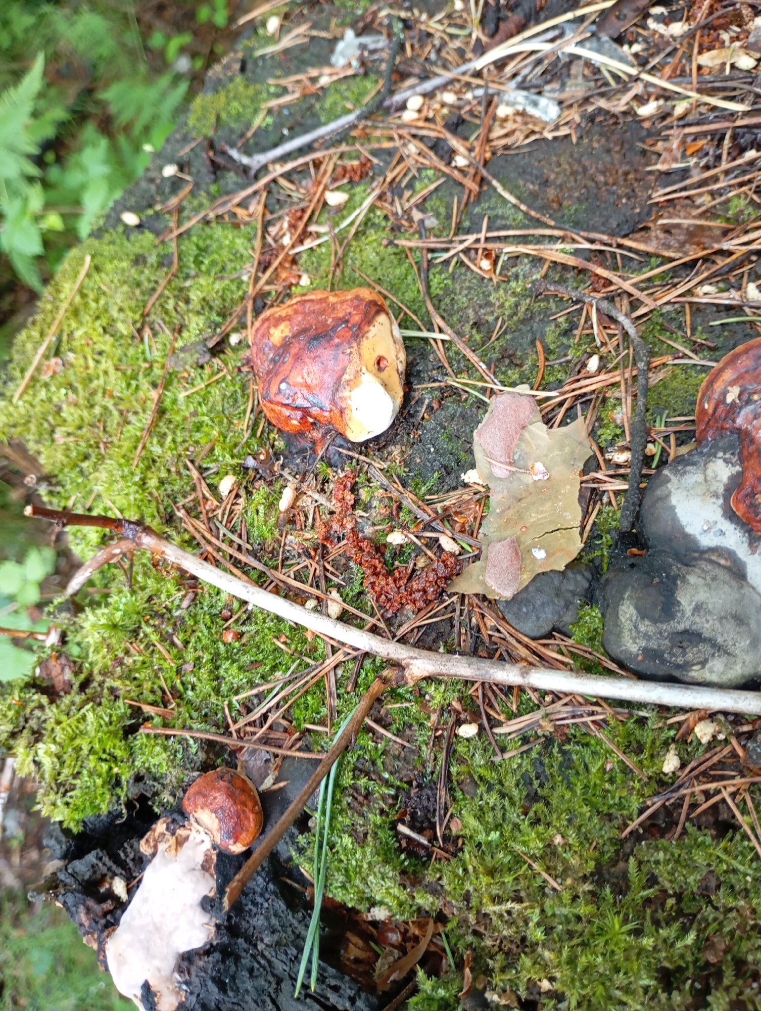 The image shows a patch of moss-covered forest floor in Unknown, Unknown. The scene is littered with pine needles and small twigs. Several mushrooms are present, including one with a brown cap and white underside, and others with reddish-brown caps. There is also a decaying leaf with reddish spots on it. The environment suggests a moist, wooded area.