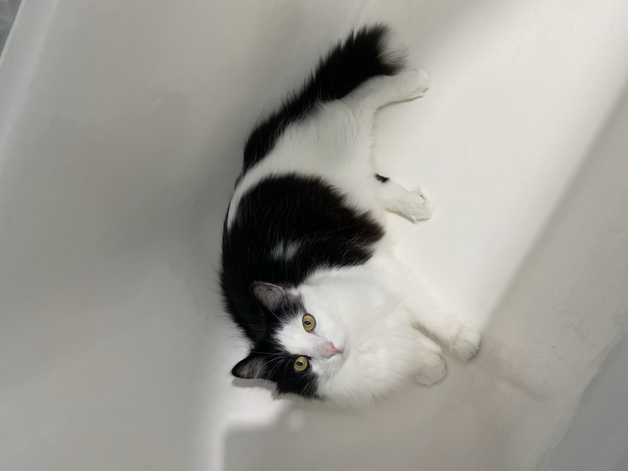 A fluffy black and white cat with yellow eyes lies on a white surface. The cat is in the center of the frame, facing slightly to the left. Its fur is long and appears soft. The background is a plain white, possibly a bathtub or a wall, with soft shadows cast from the left. There are no people or other objects visible in the image. The location is not specified in the image or the prompt.