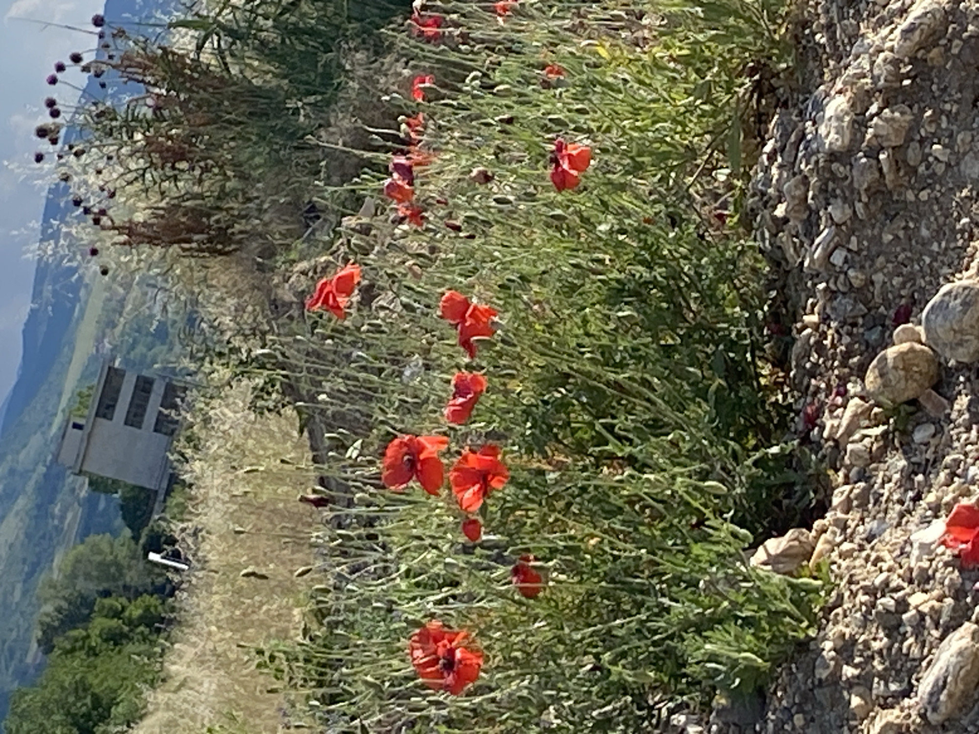The image shows a close-up view of red poppies in a field, with a blurry background of rolling hills and a building. The poppies are in various stages of bloom, with some fully open and others still in bud. The field is overgrown with tall grass and weeds, and the ground is covered in pebbles and dirt. In the distance, a multi-story building with several windows is visible on a hillside, surrounded by trees. The sky is a clear blue with a few wispy clouds. The overall scene appears to be a rural landscape in Belo Pole, Bulgaria, likely during the daytime with good lighting conditions.
