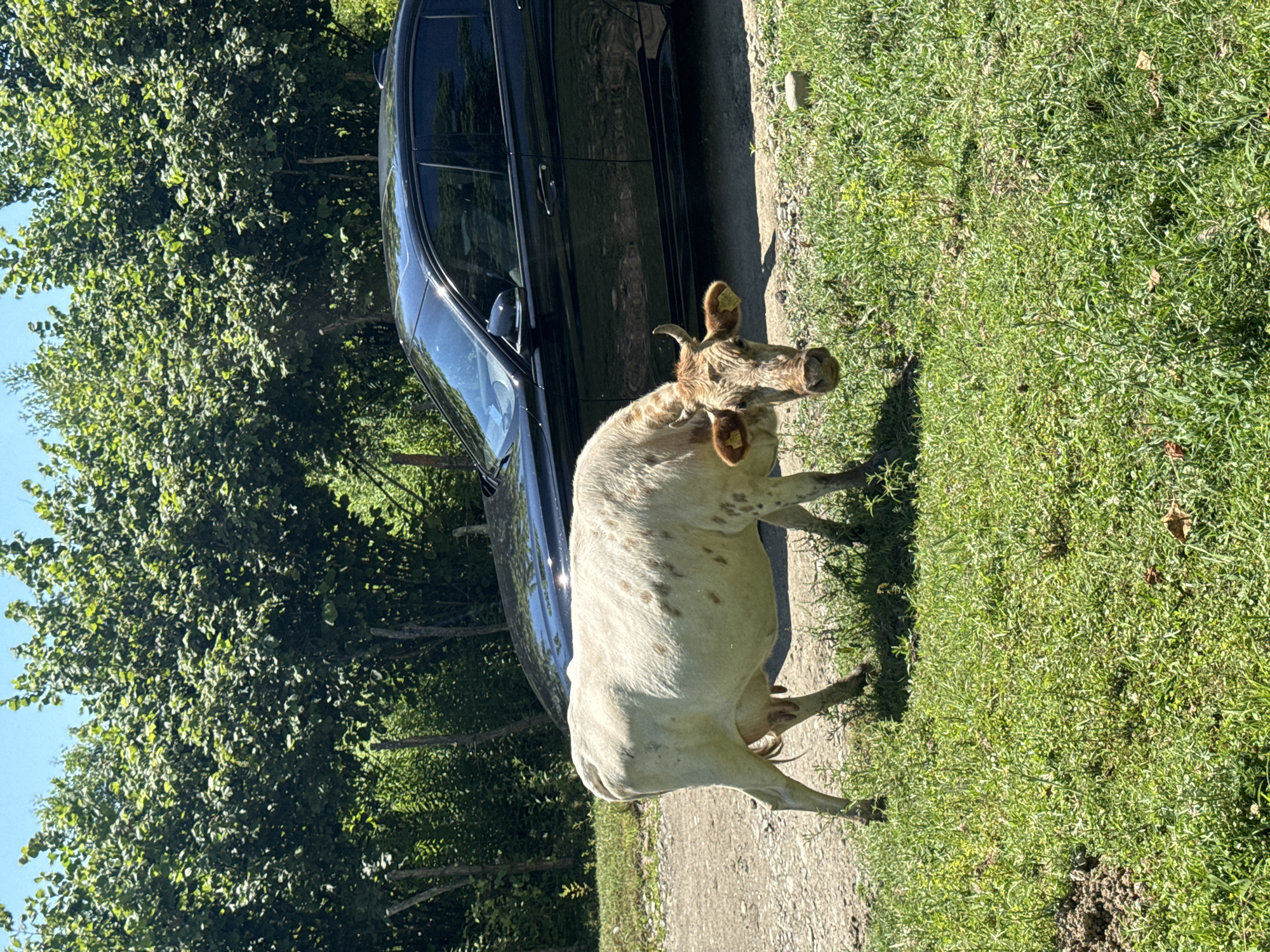 This media file, taken in Darcheli, Georgia, depicts a cow standing on a dirt path next to a black car. The cow is light-colored with brown spots and has yellow tags in its ears. It is facing towards the right of the frame, looking slightly upwards. Behind the cow and the path is a lush green grassy area. To the left of the path, there are dense trees with green foliage, suggesting a rural or natural setting. The sunlight suggests it is daytime, and the clear sky implies fair weather. The scene appears to be a casual encounter between a farm animal and a vehicle, possibly in a rural road or the edge of a field. There are no people visible in the media. The car's windows are reflective, showing the surrounding trees. The overall impression is a serene, natural environment on a sunny day.